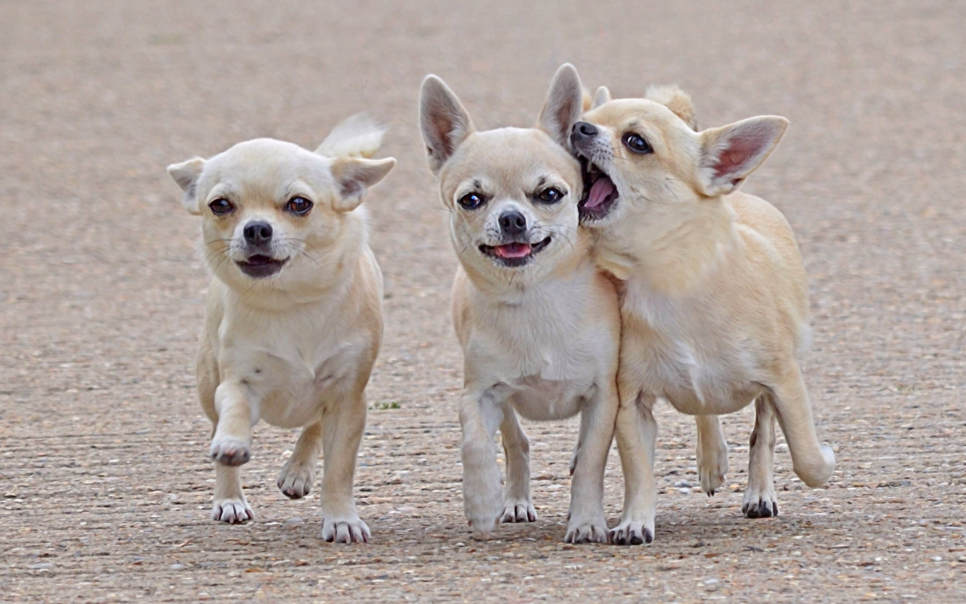 Chihuahuas On A Stroll Background