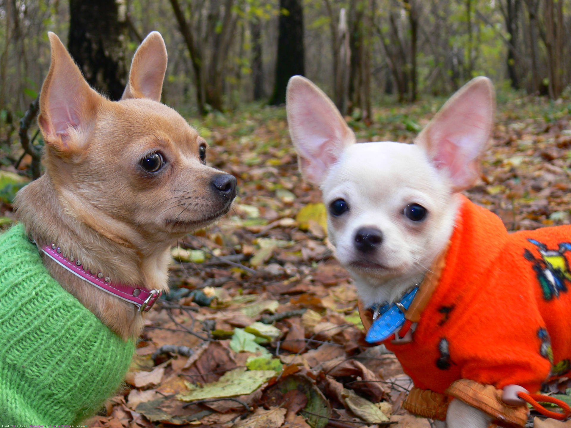 Chihuahuas On Forest Walk Background