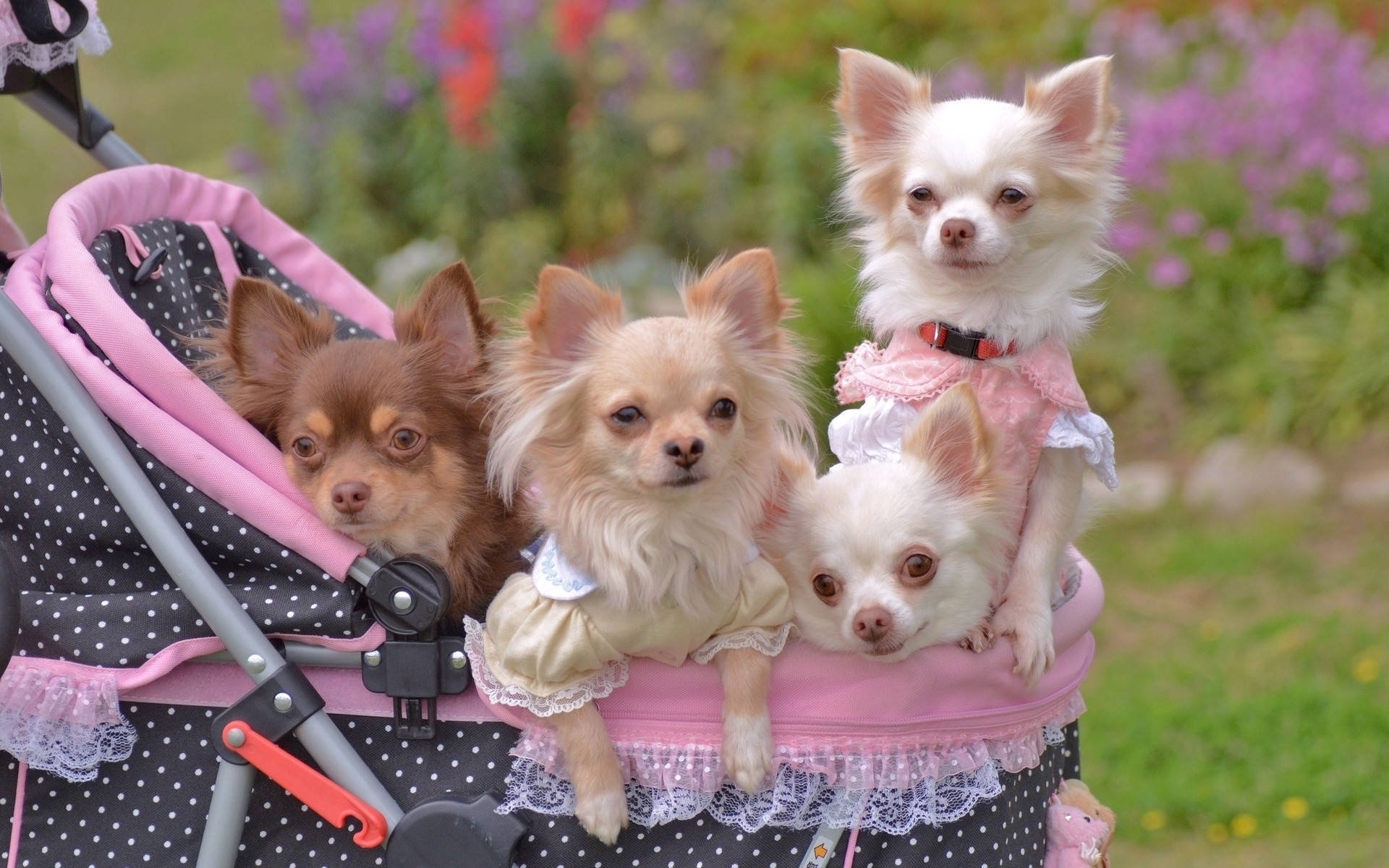 Chihuahuas On Stroller Background
