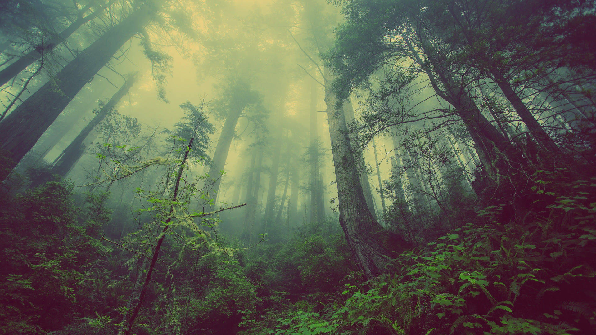 Chill 4k Foggy Forest Background