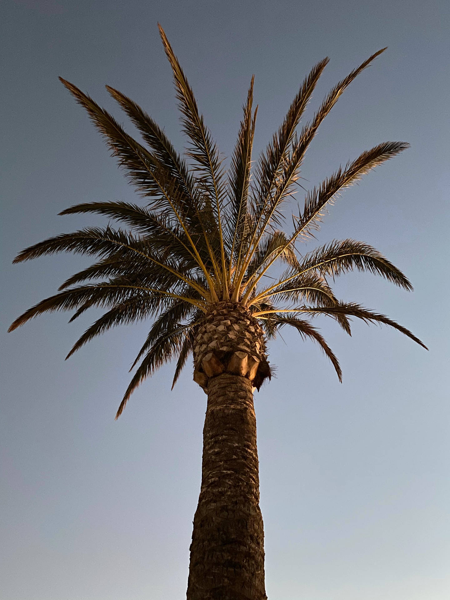 Chill Iphone Green Palm Tree Background