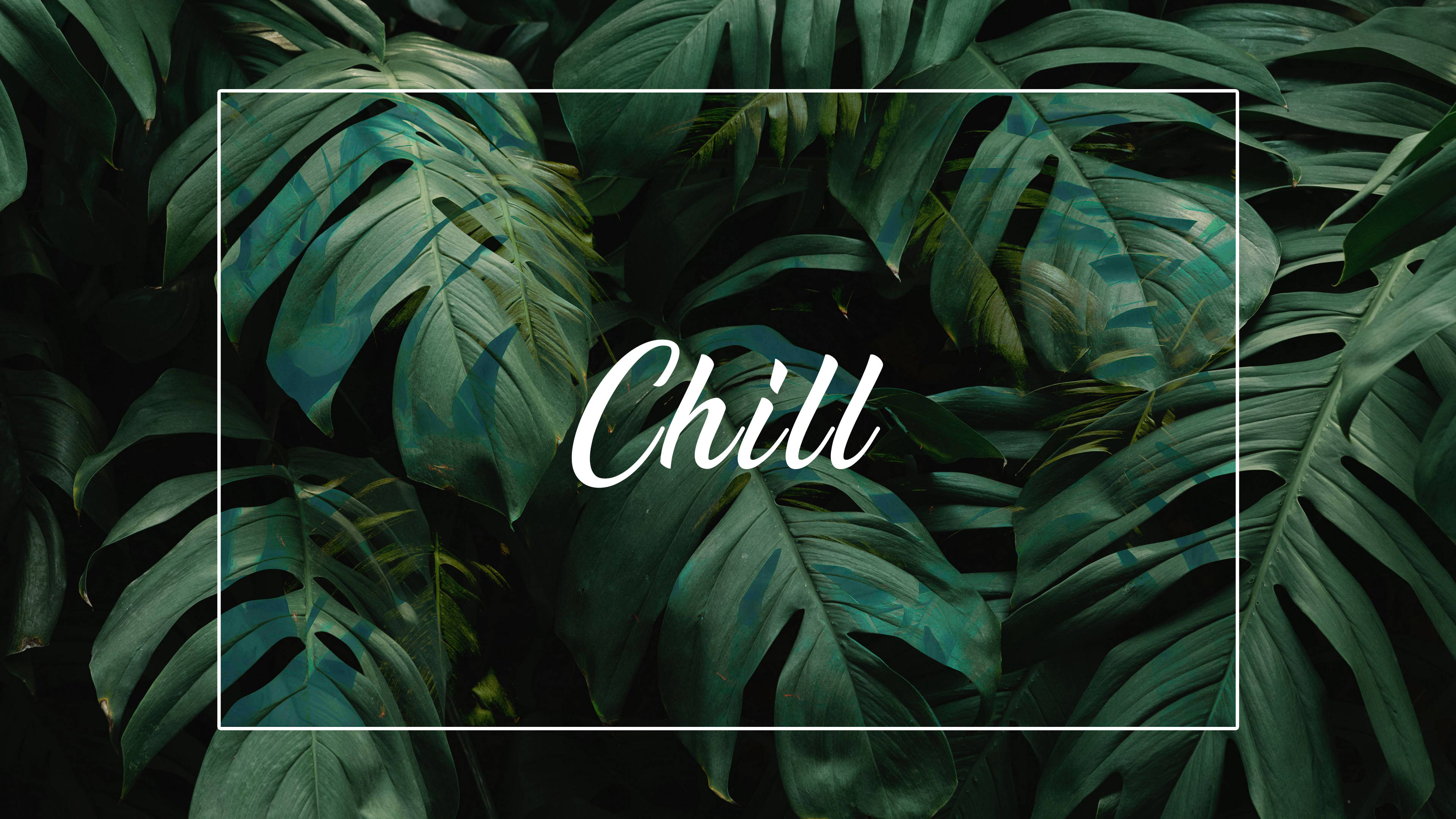 Chill Minimalist Plant Desktop