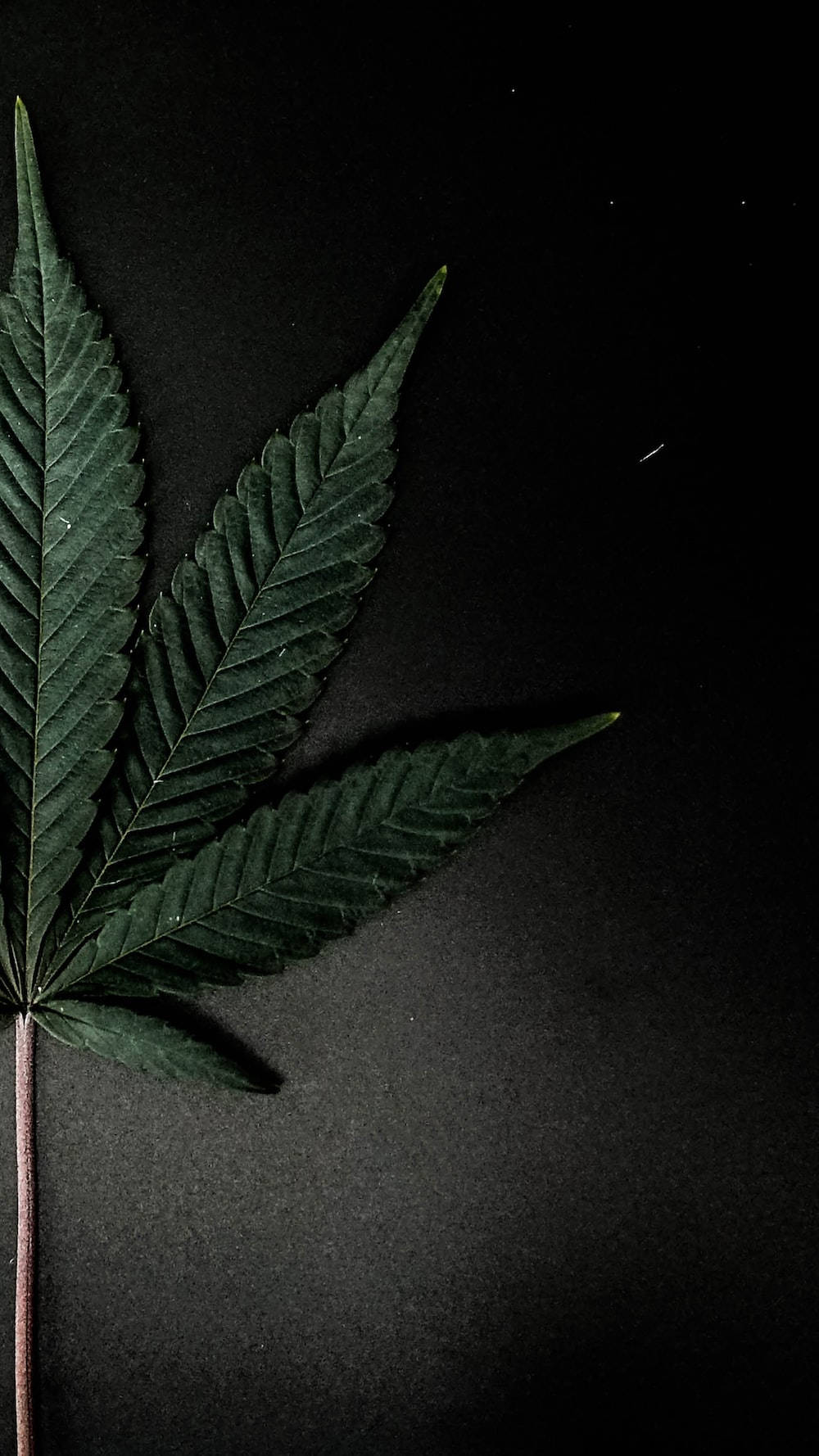 Chill Stoner Weed In Black Background