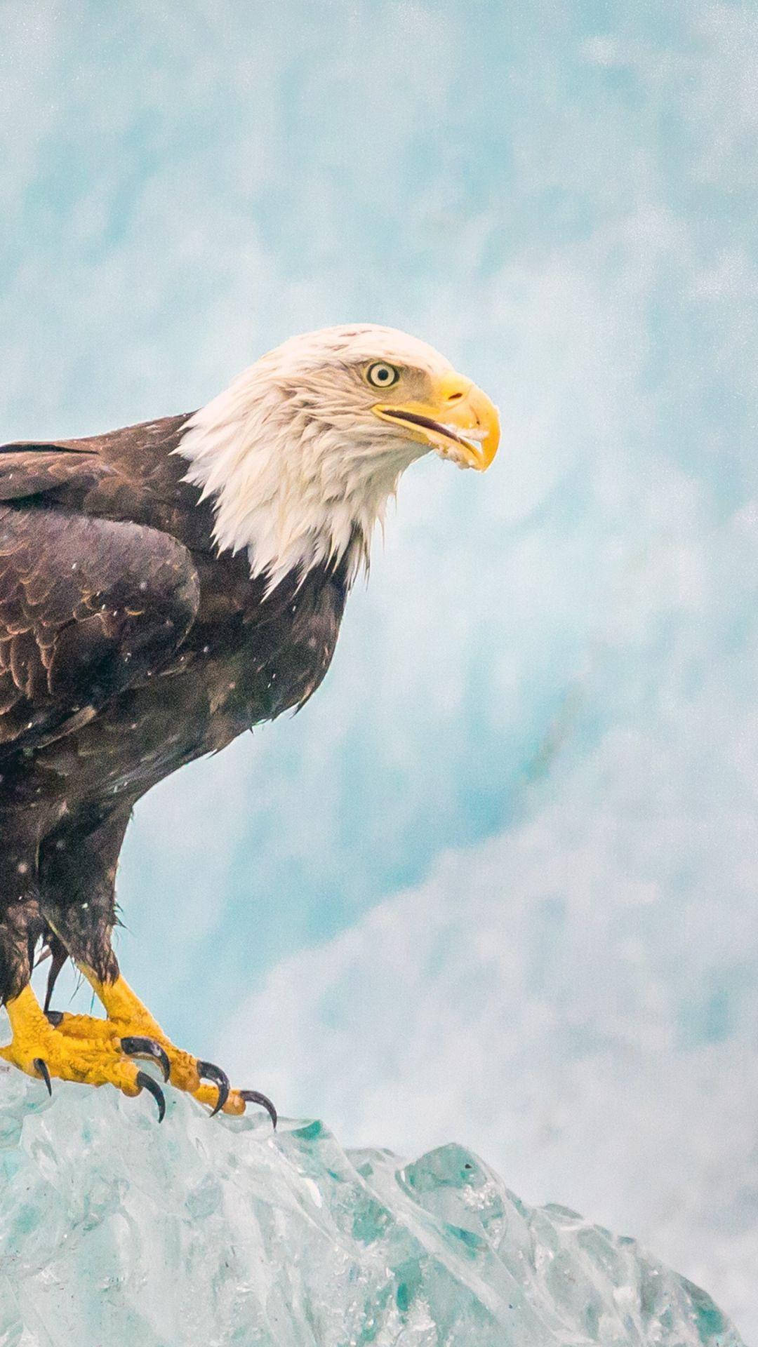 Chilling Eagle Symbol Of America Iphone Background