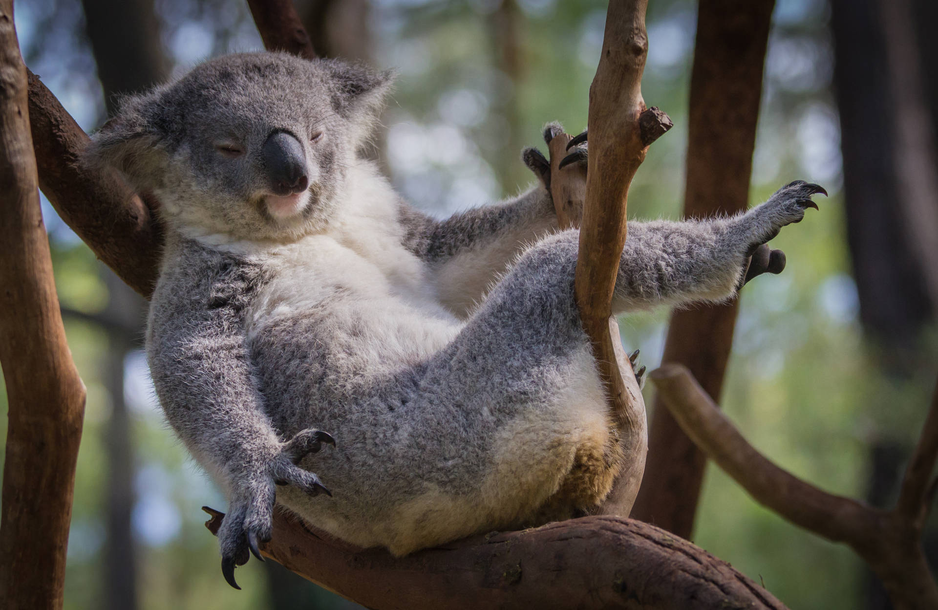 Chilling Koala Bear Background