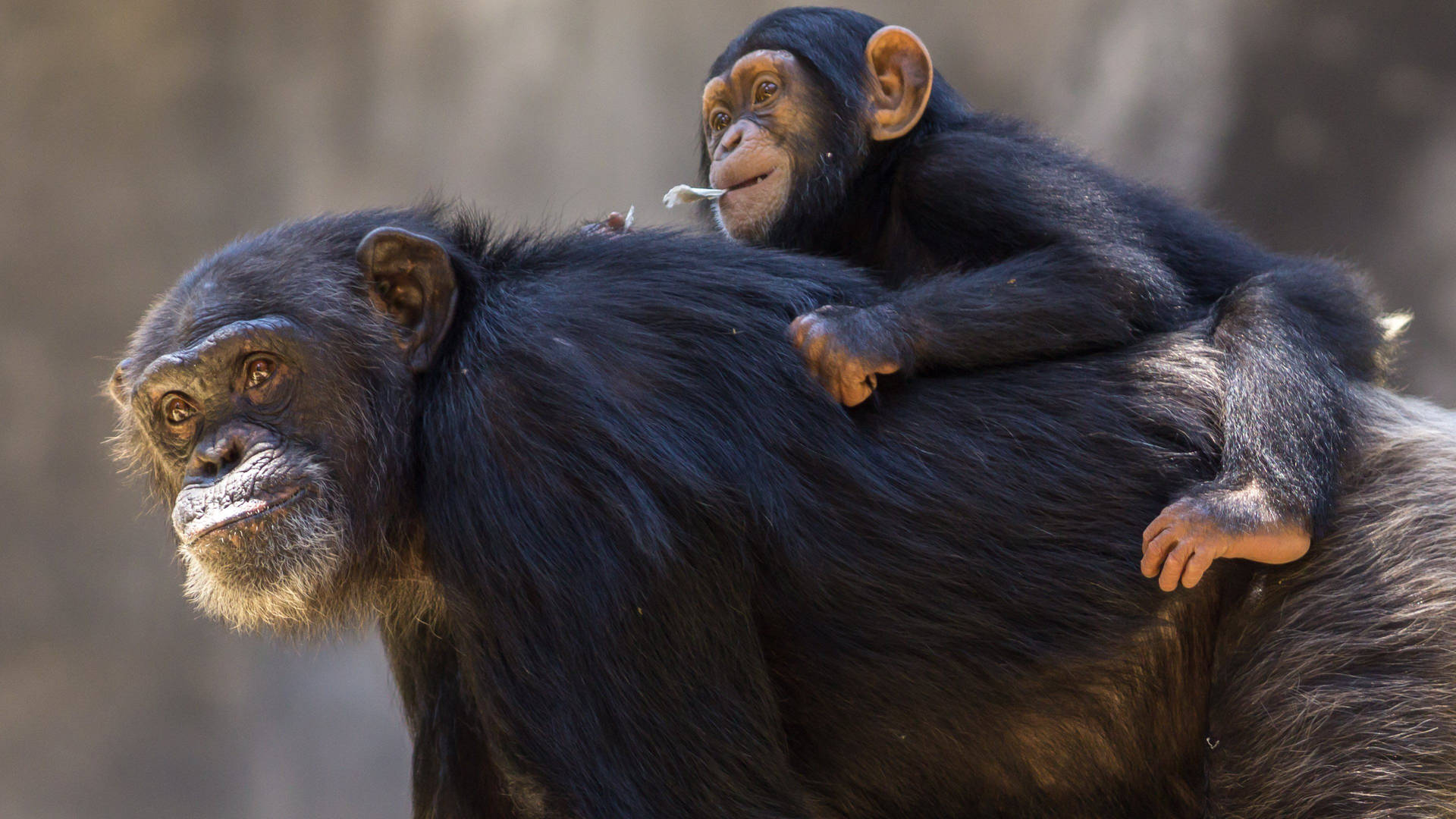 Chimpanzee And Her Infant Background