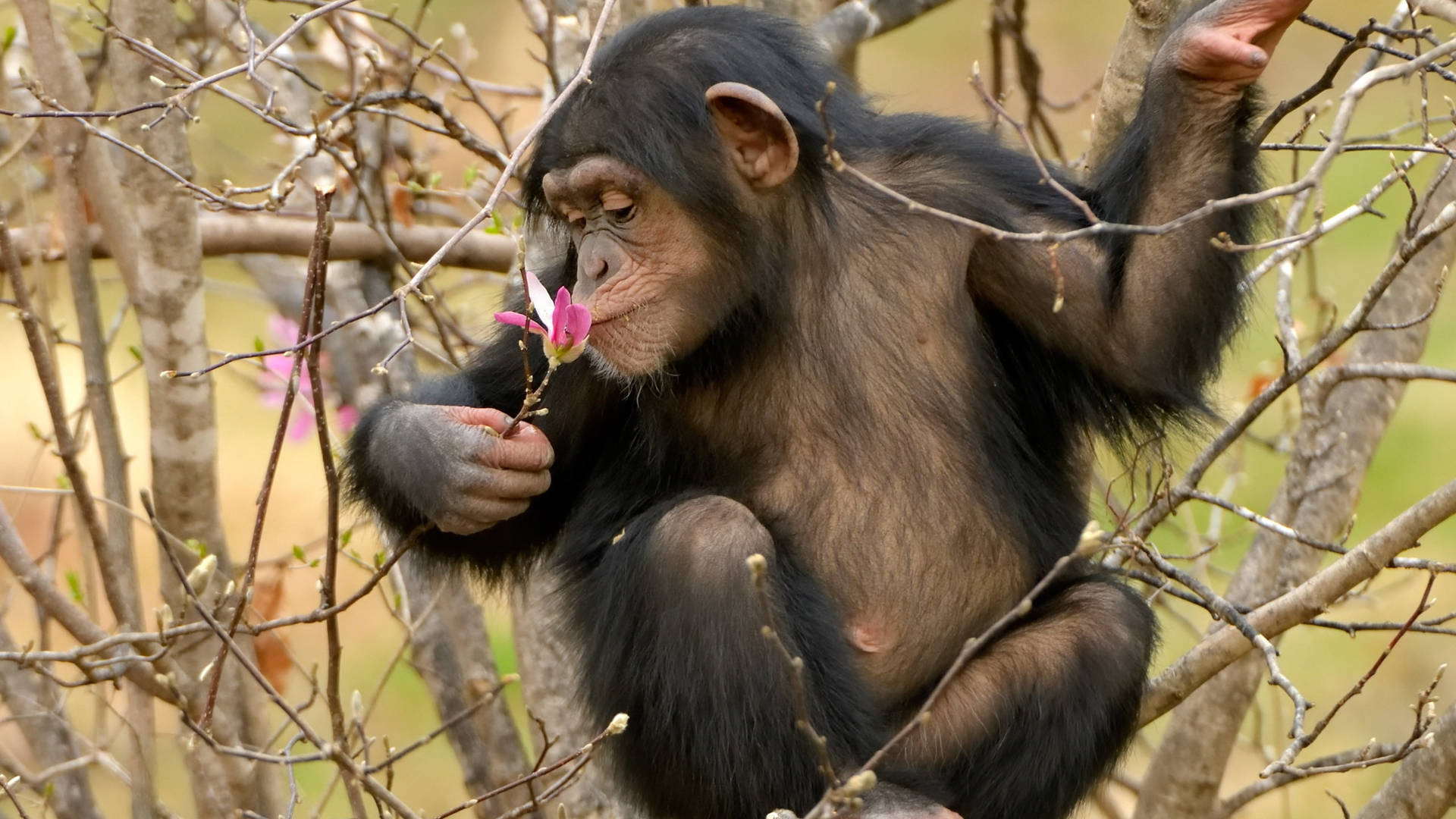 Chimpanzee At Tree With Magnolia Background
