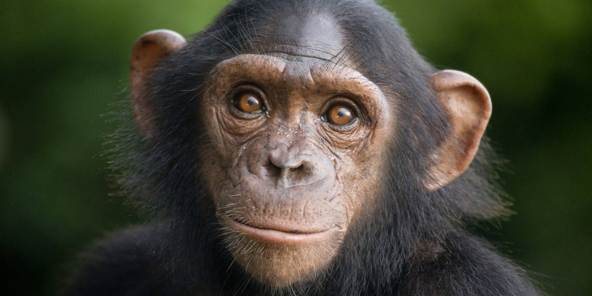 Chimpanzee Close-up Shot Background