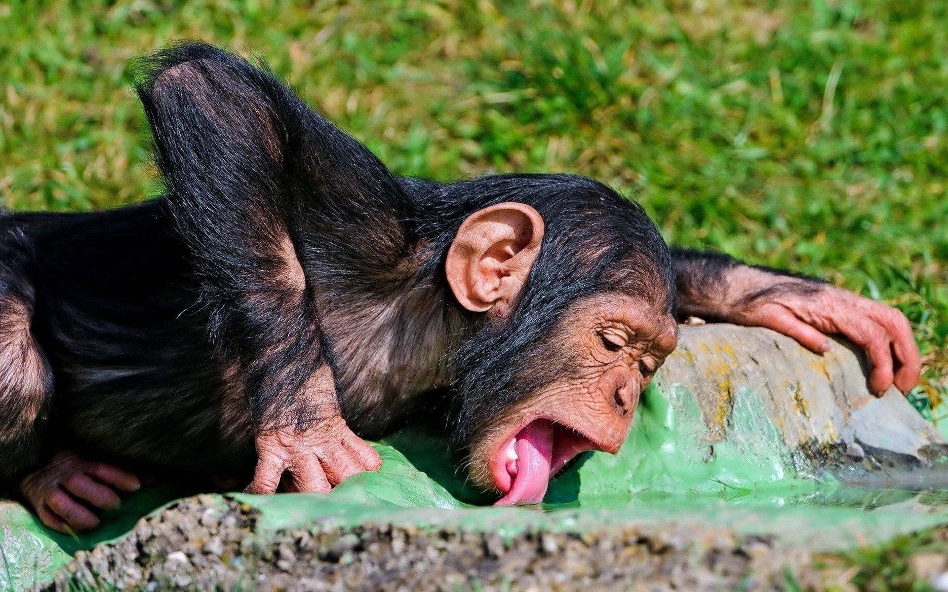 Chimpanzee Drinking Water From Basin Background