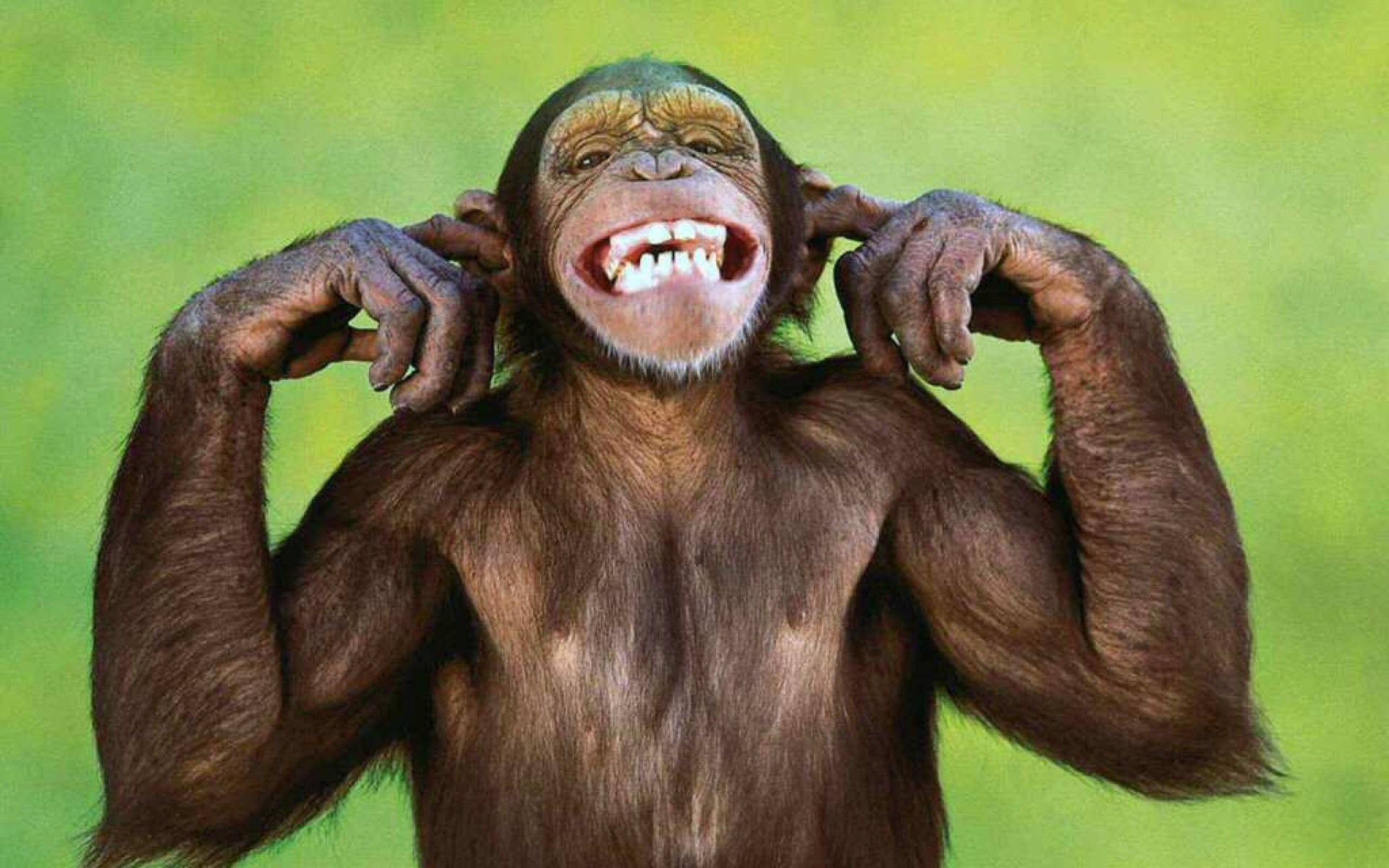Chimpanzee Hear No Evil Gesture Background