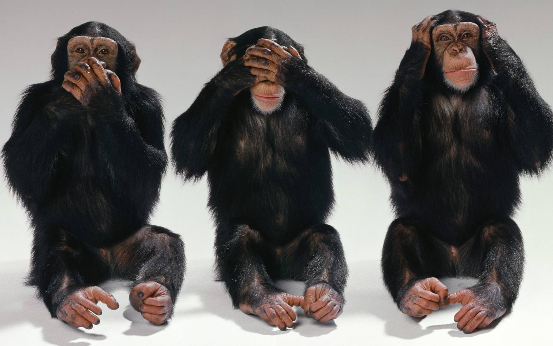Chimpanzee Hear See Speak No Evil Background