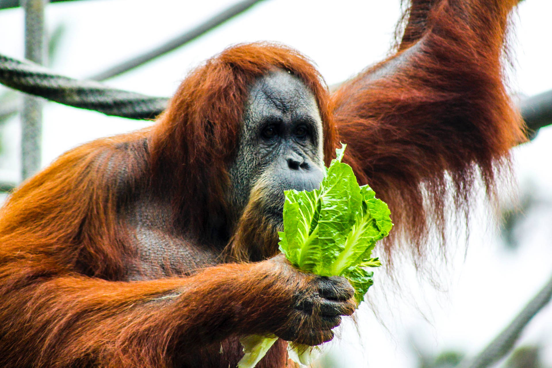 Chimpanzee Lettuce Background