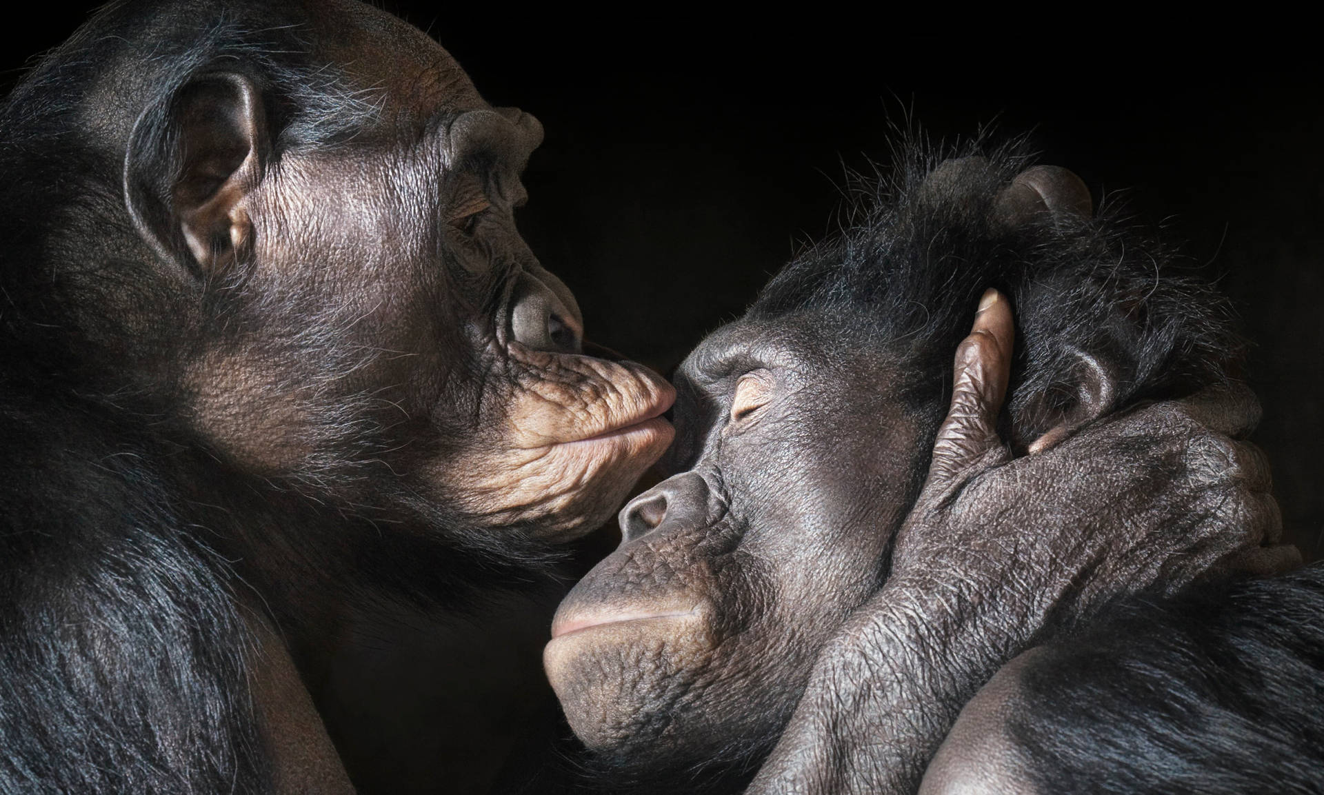 Chimpanzee Love Kiss