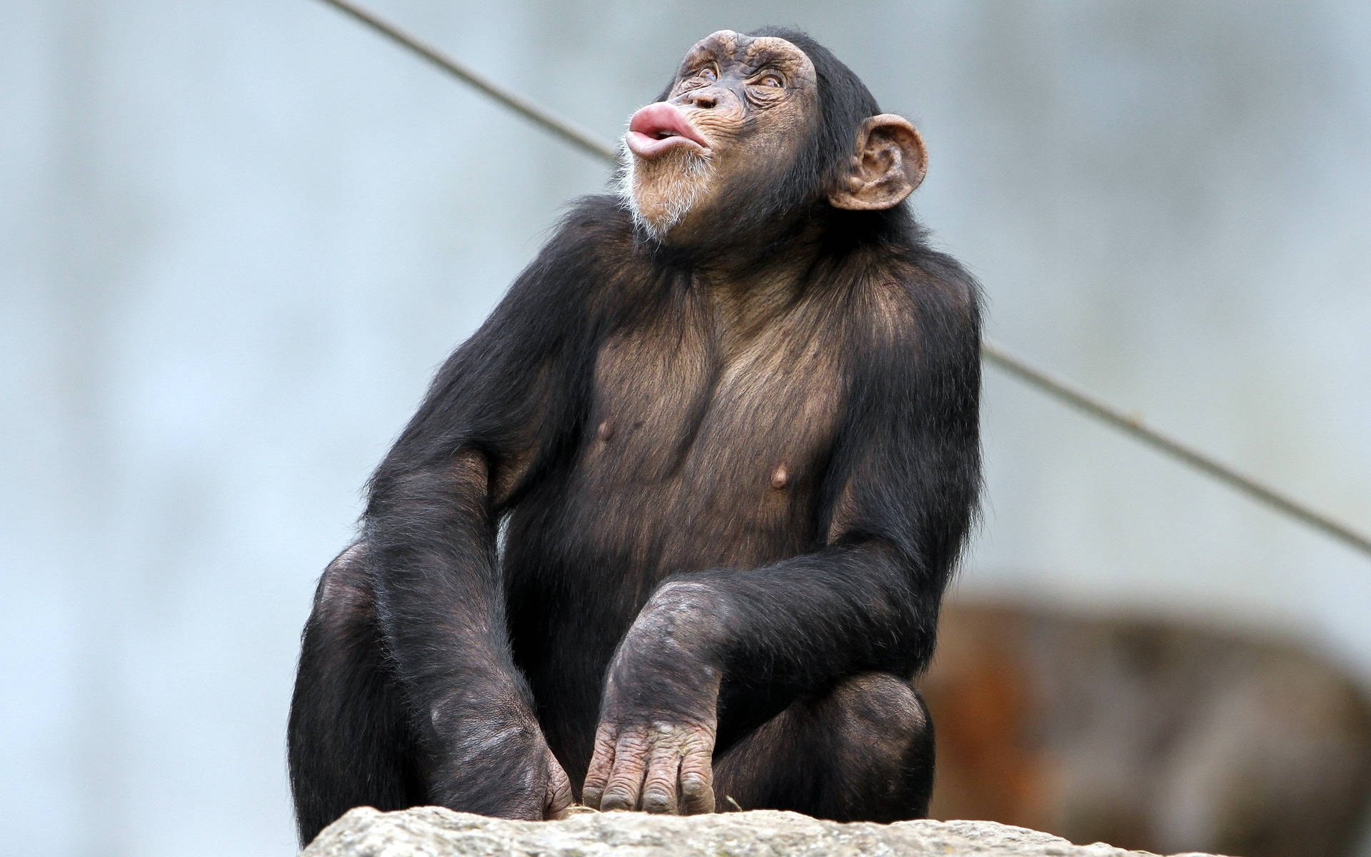 Chimpanzee Side Pose Background