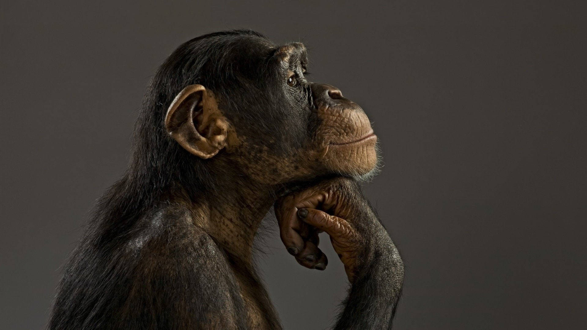 Chimpanzee Thinking Pose Background