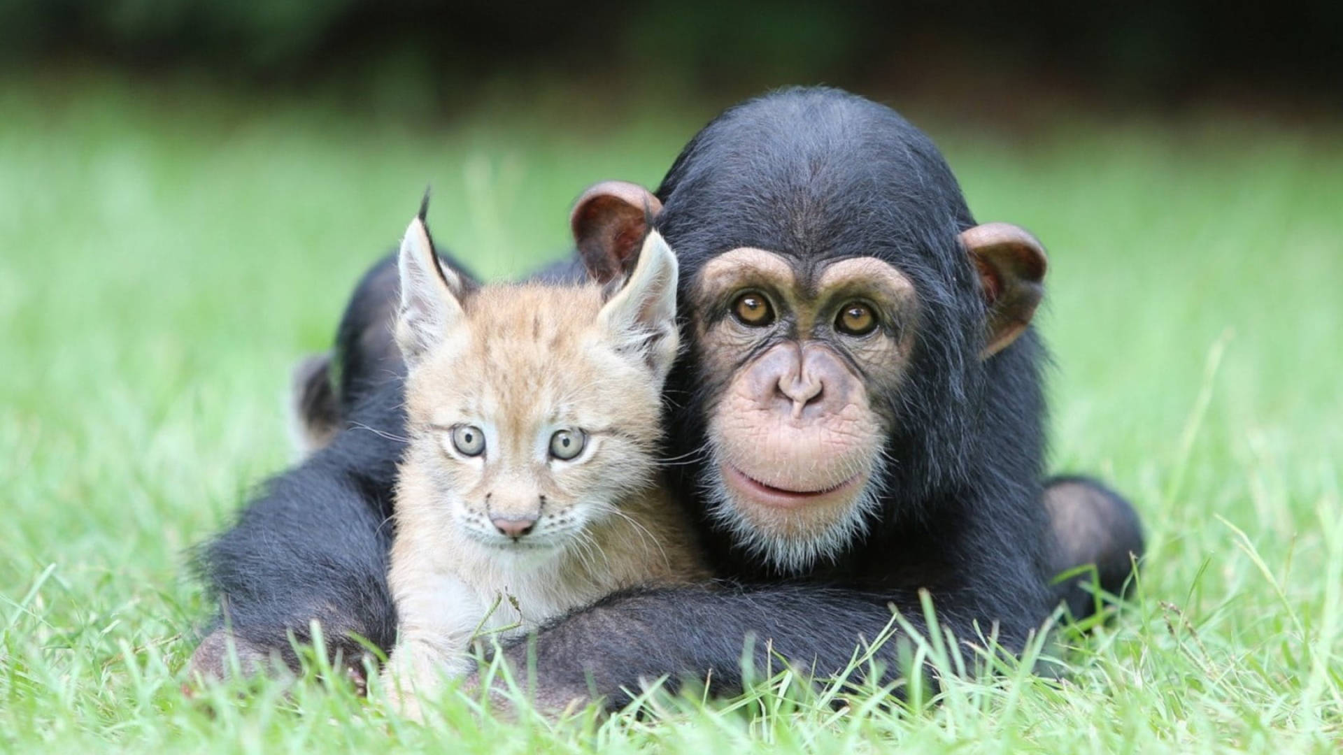 Chimpanzee With Baby Lynx Background