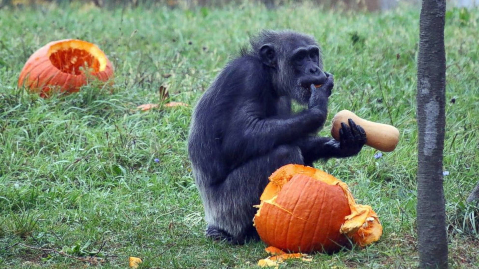 Chimpanzee With Pumpkins In Zoo Background