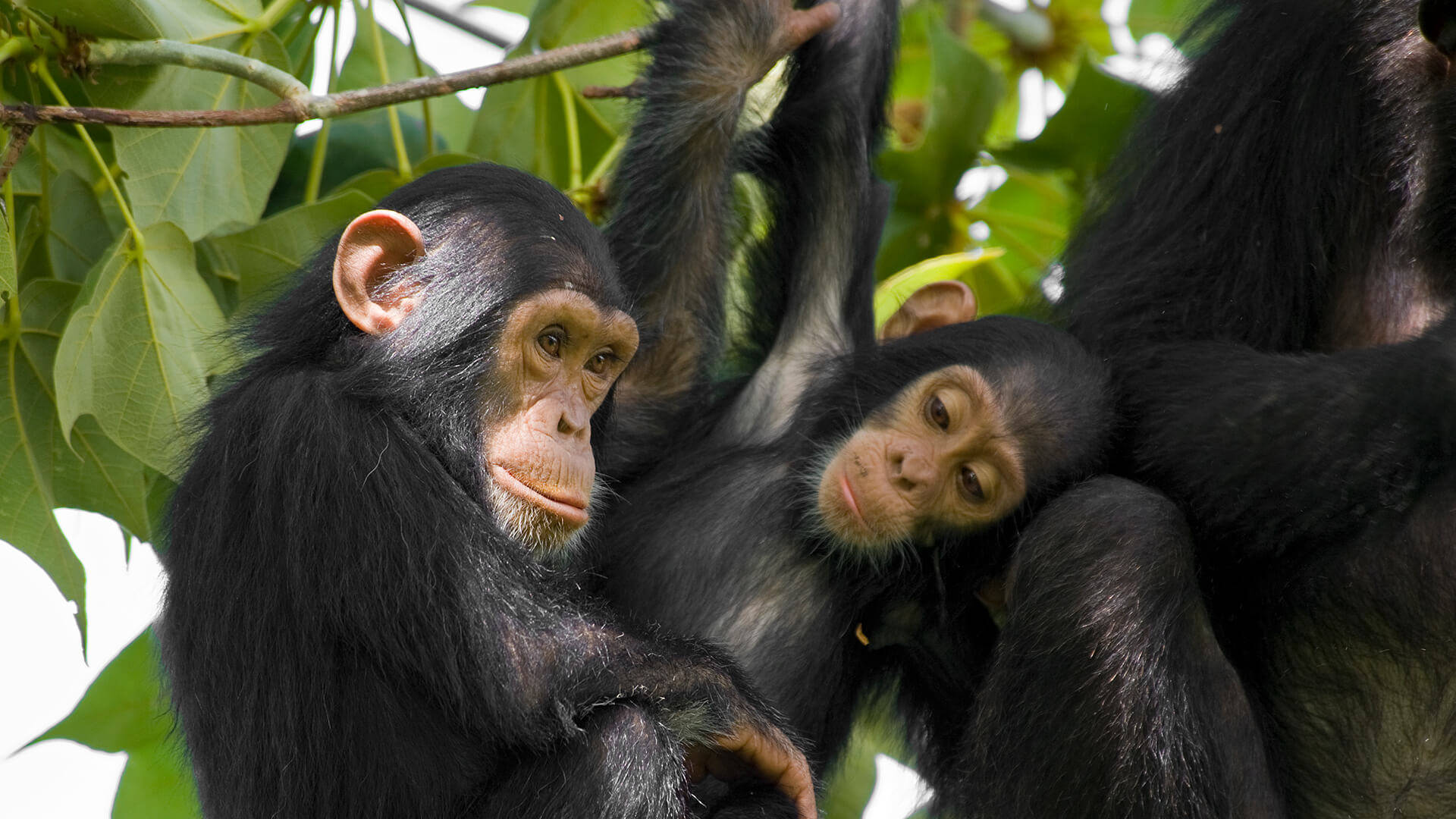 Chimpanzees At Leafy Tree Background