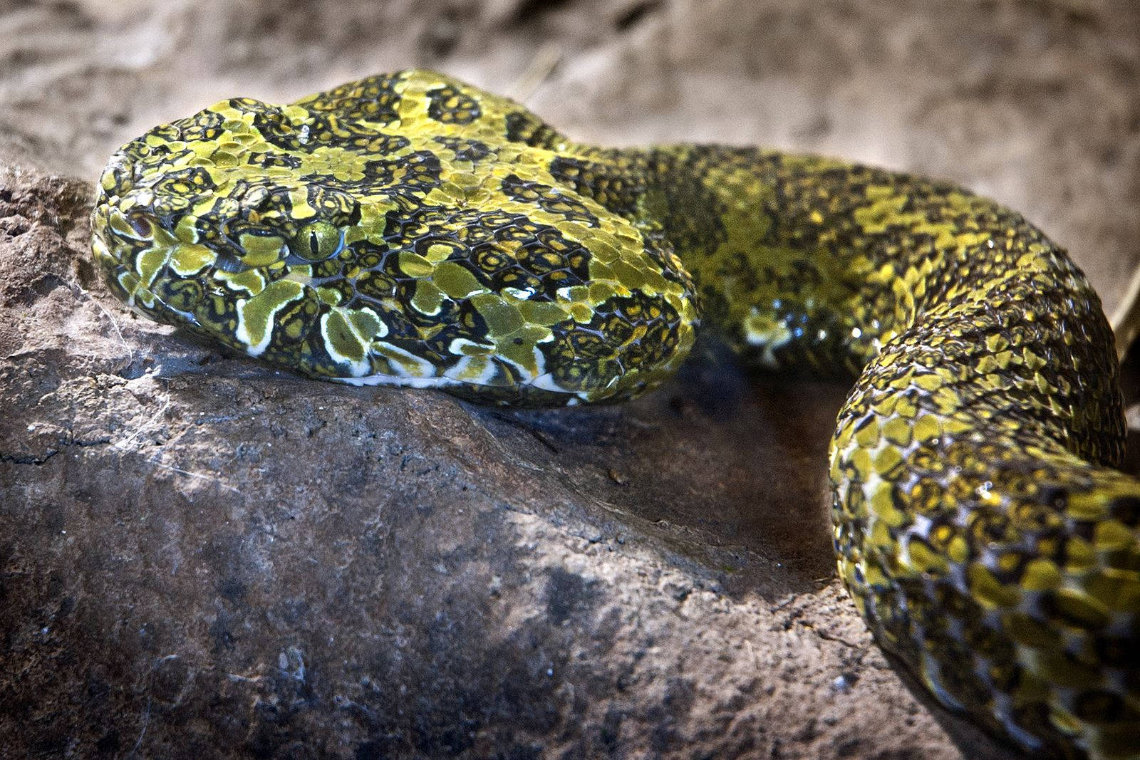 China Mountain Viper Venom Zoo Background