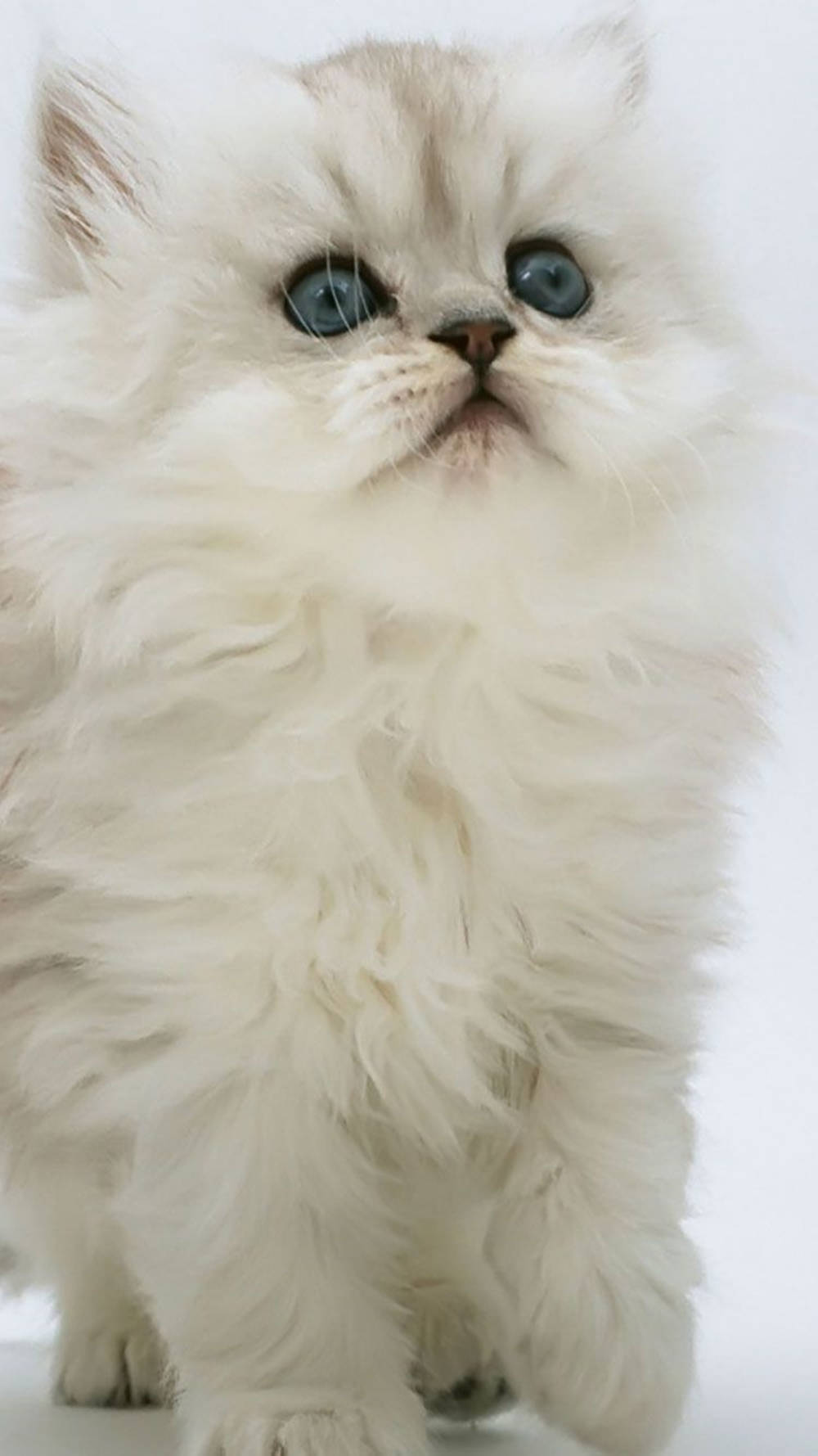 Chinchilla Persian White Cat Iphone
