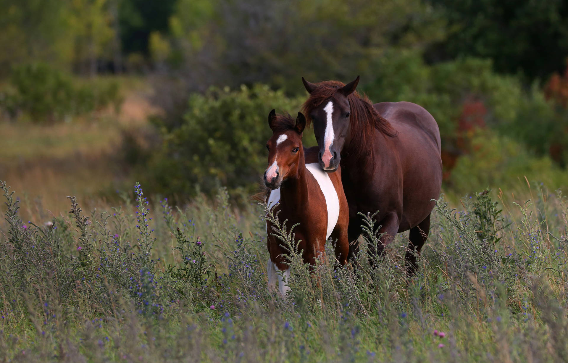 Chincoteague Pony And Young Foal