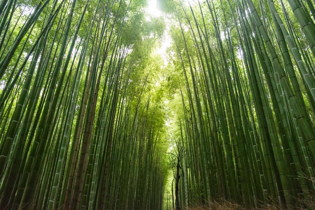 Chinese Bamboo Is A Symbol Of Resilience Background