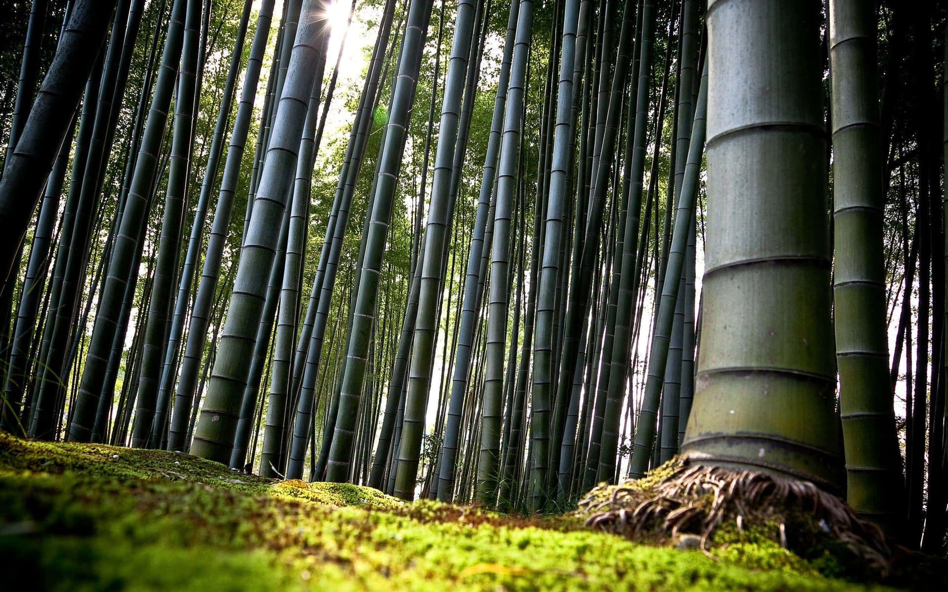 Chinese Bamboo Standing Up Against A Background Of Clouds Background