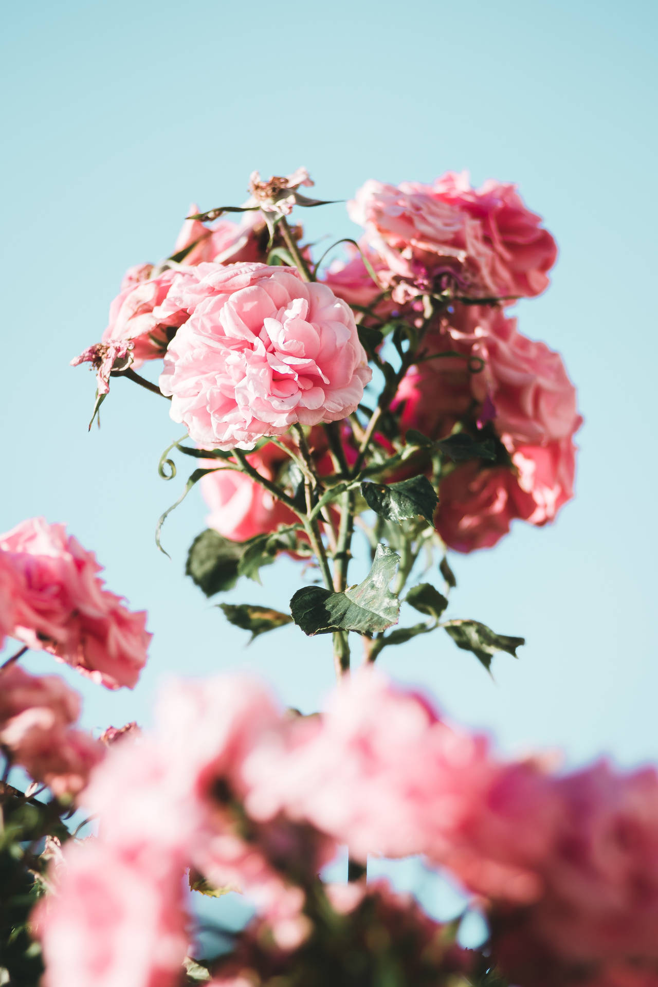 Chinese Peonies Pink Flowers Aesthetic Background