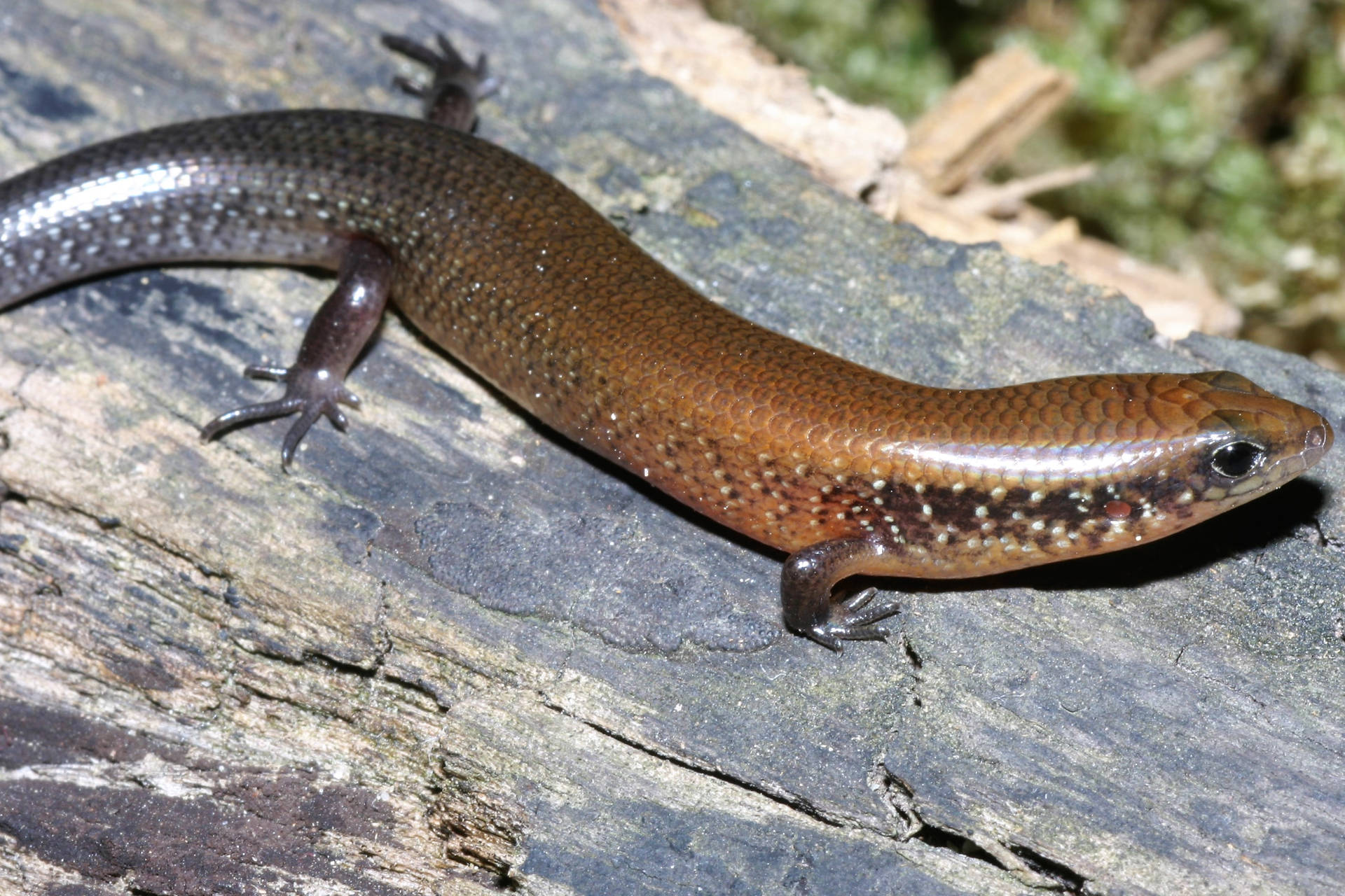 Chinese Short Limbed Ground Skink Background