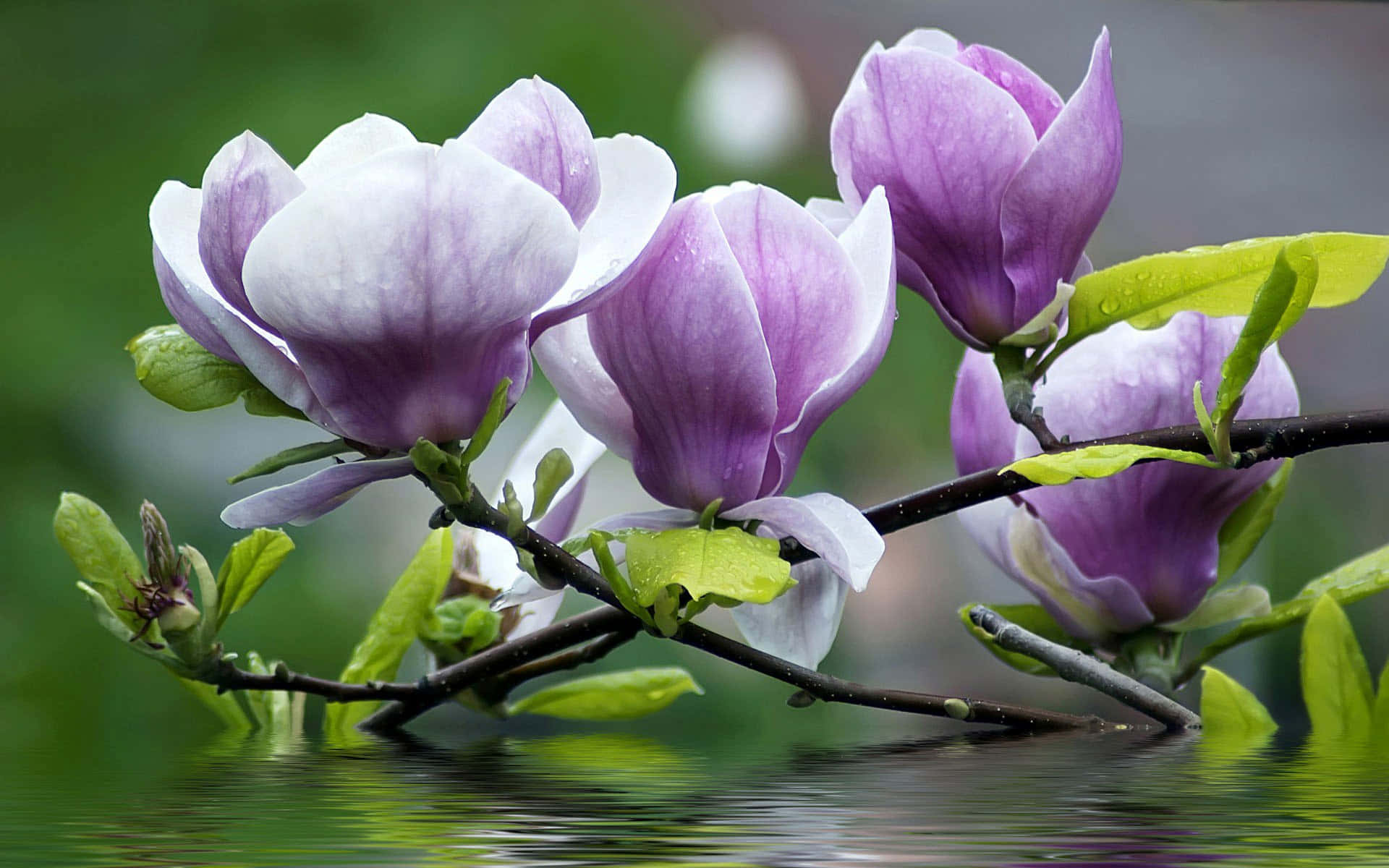 Chinses Magnolia Flower On A Branch