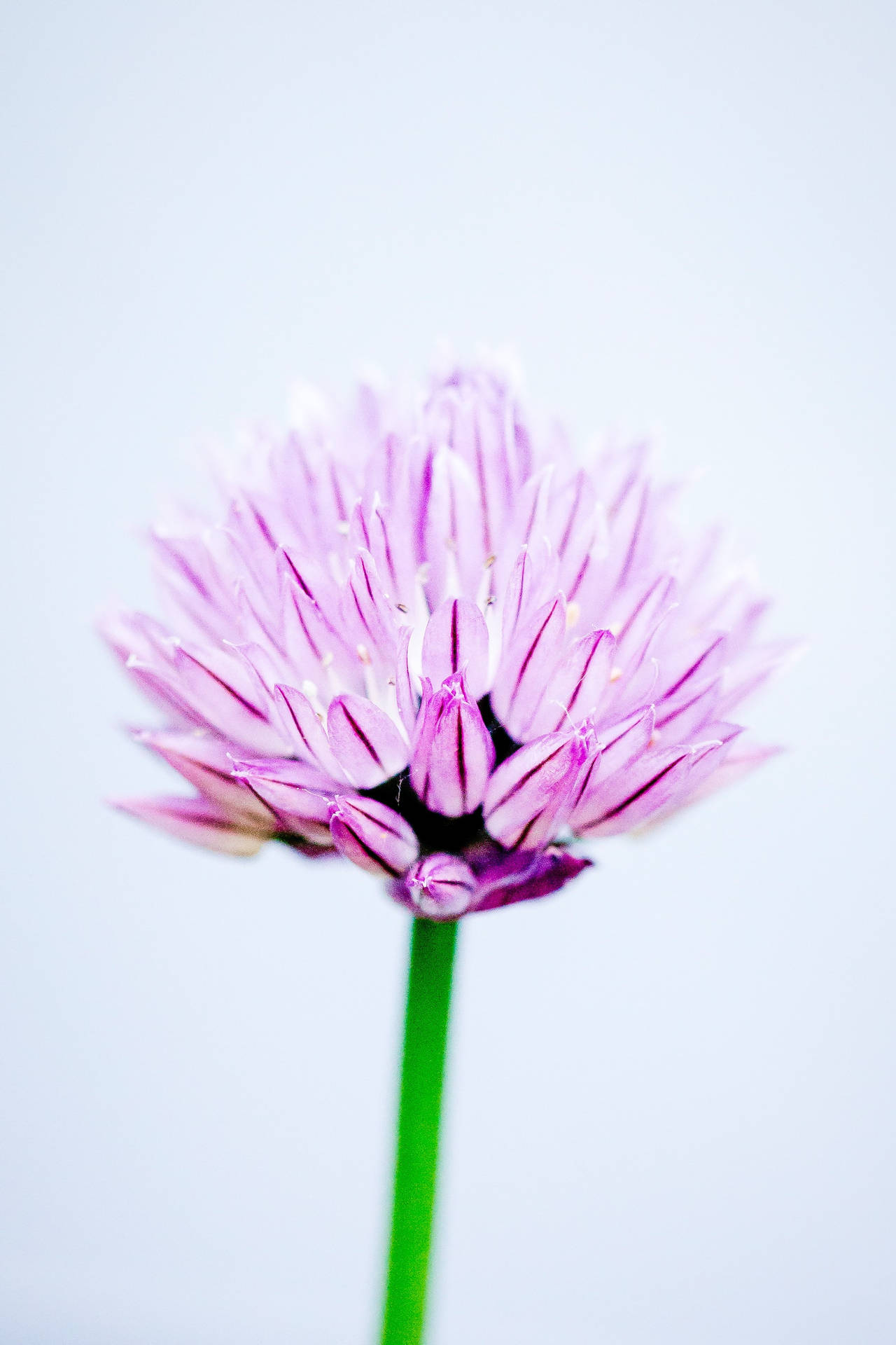 Chives Flower Android Background