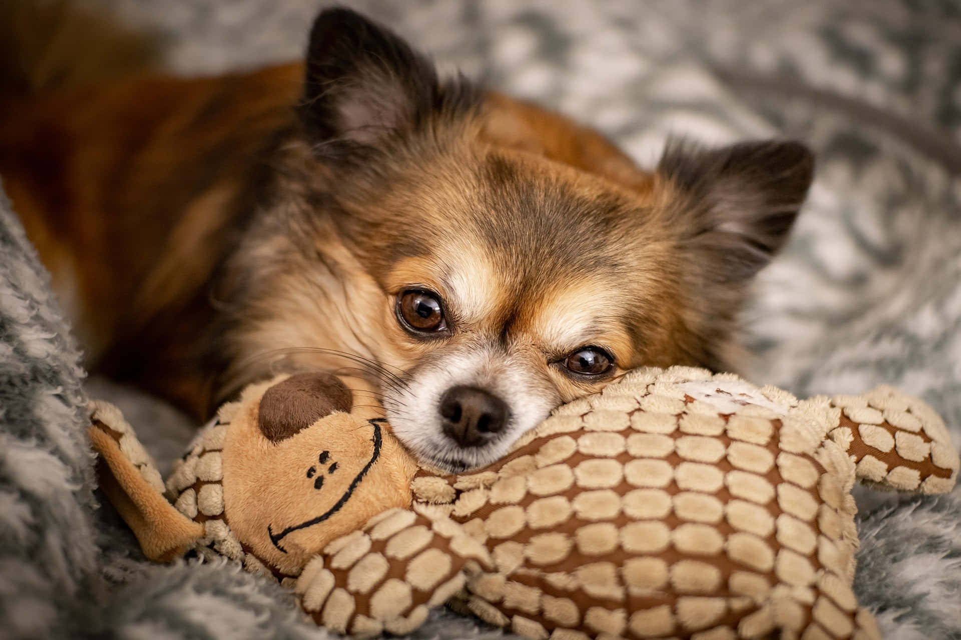 Chocolate Chihuahua Dog With Stuff Toy Background