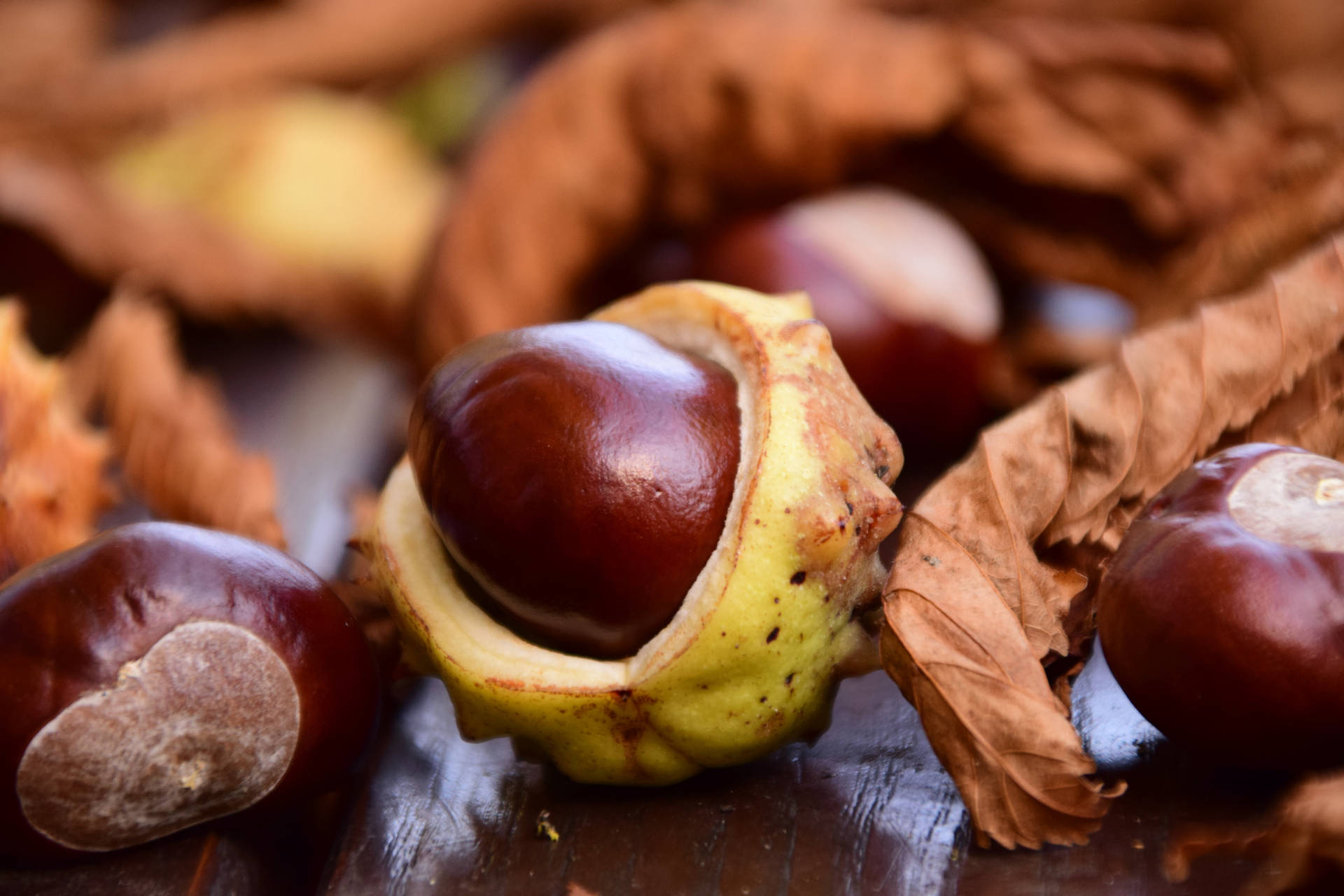 Chocolate Colored Chestnut Fruit