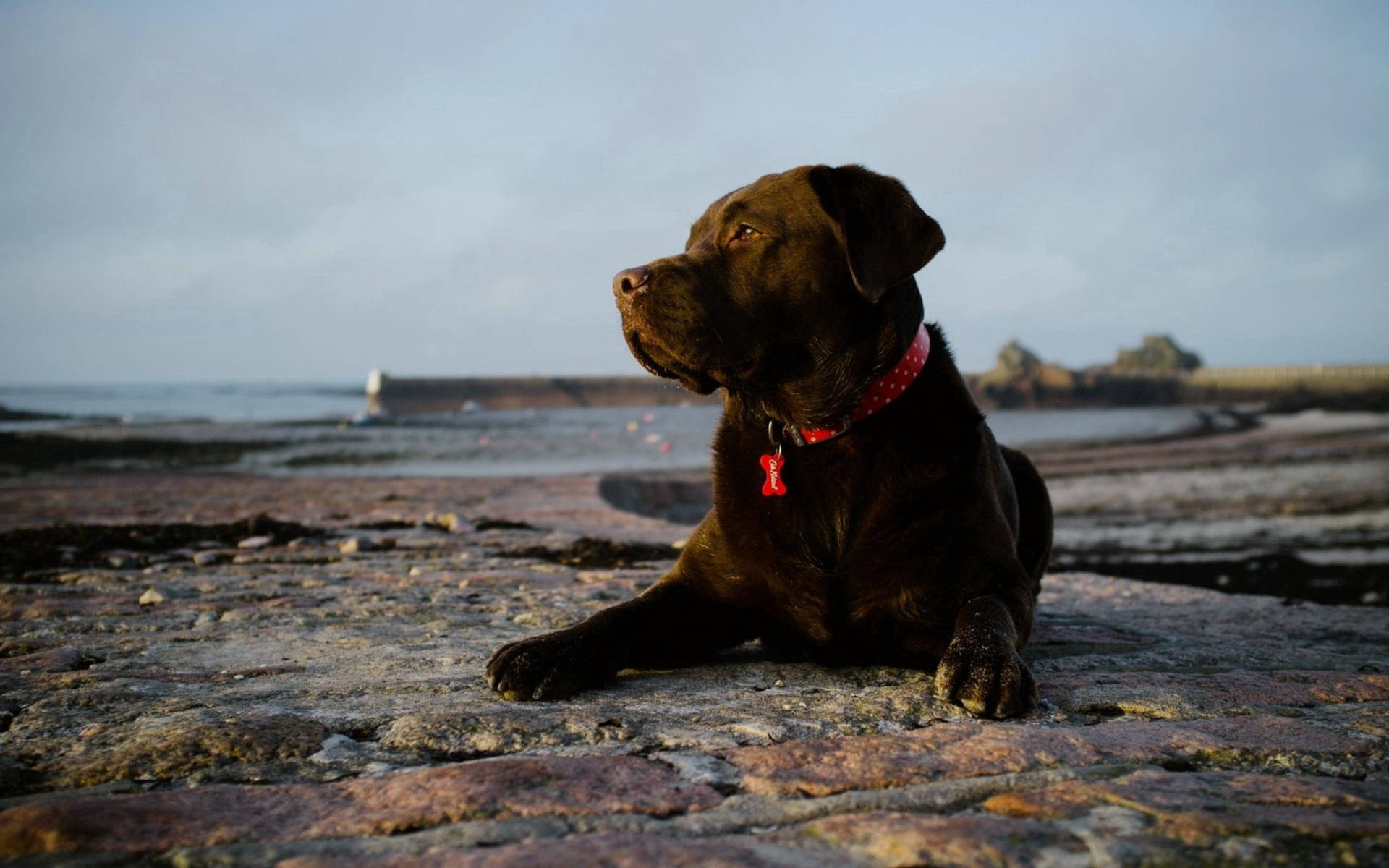 Chocolate Lab Dog By The Sea Background
