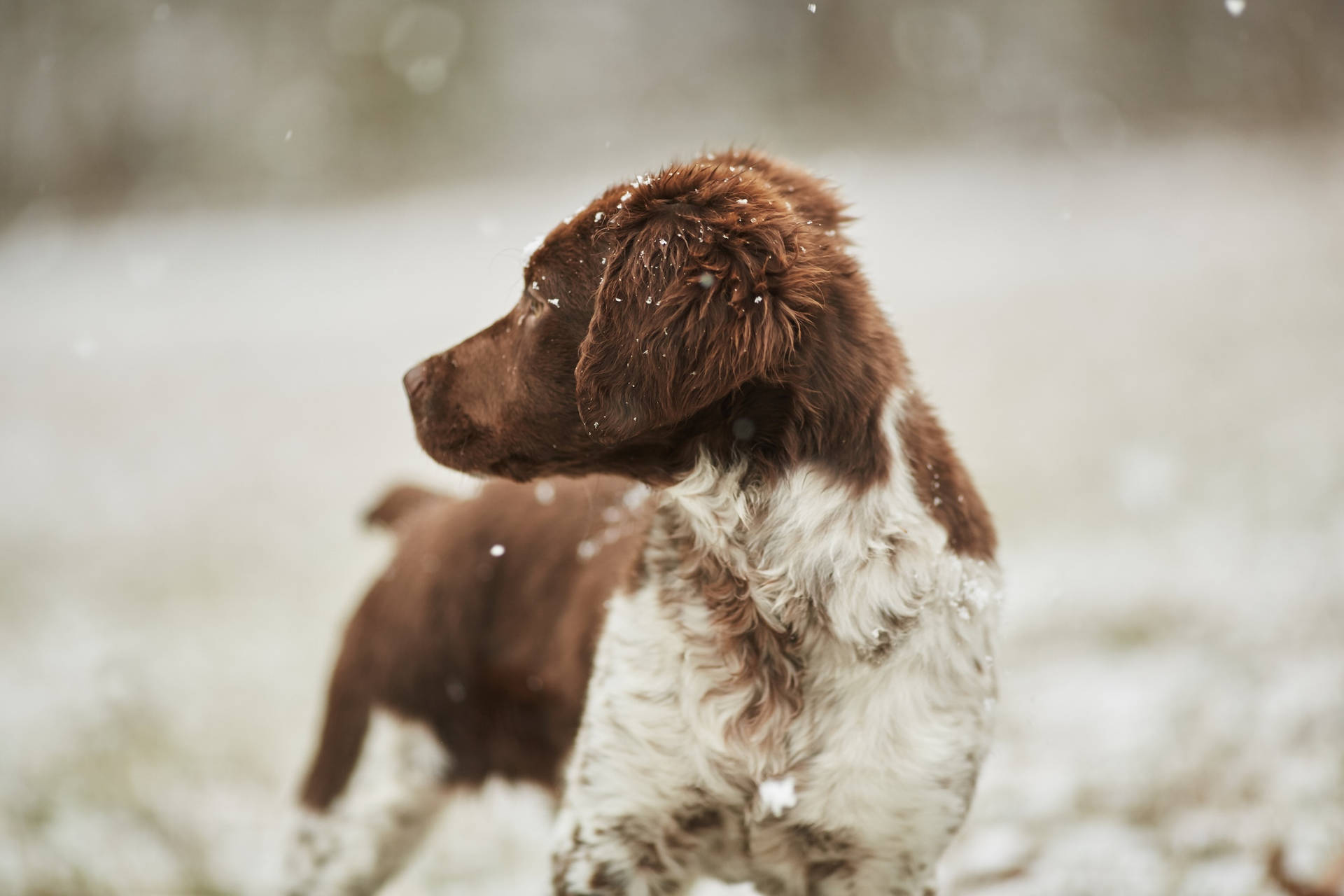 Chocolate Lab Puppy Covered In Snow Background