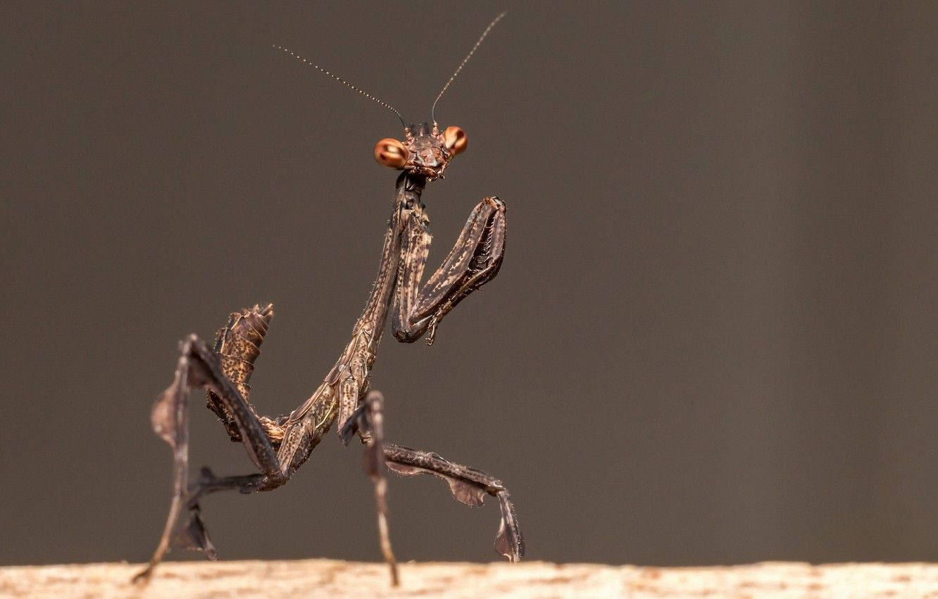 Chocolate Praying Mantis Background