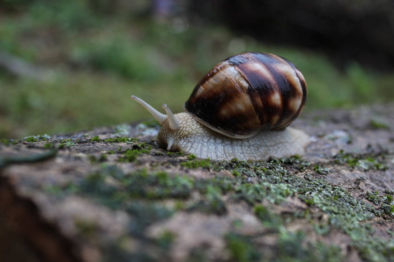 Chocolate Shell Snail