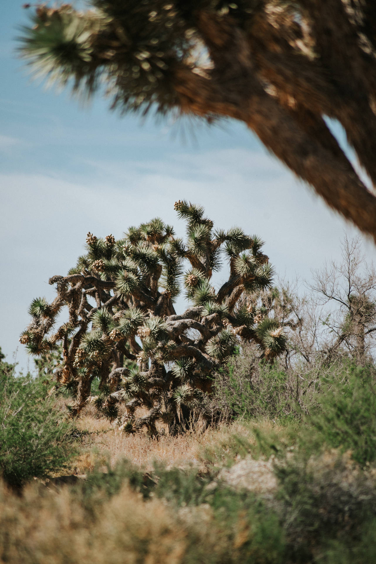 Cholla Park Plant Background