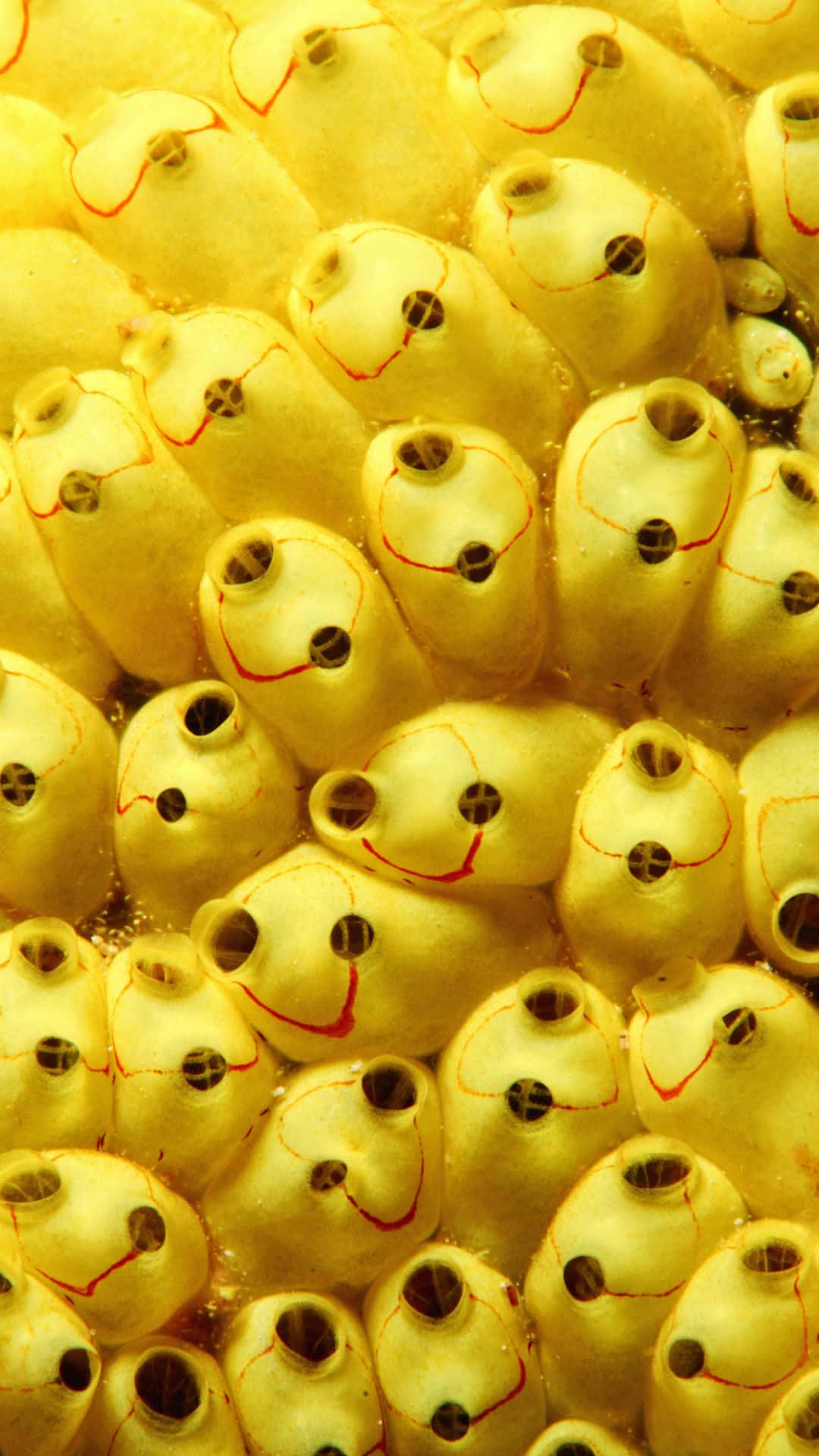 Choose Happiness With An Iphone Background