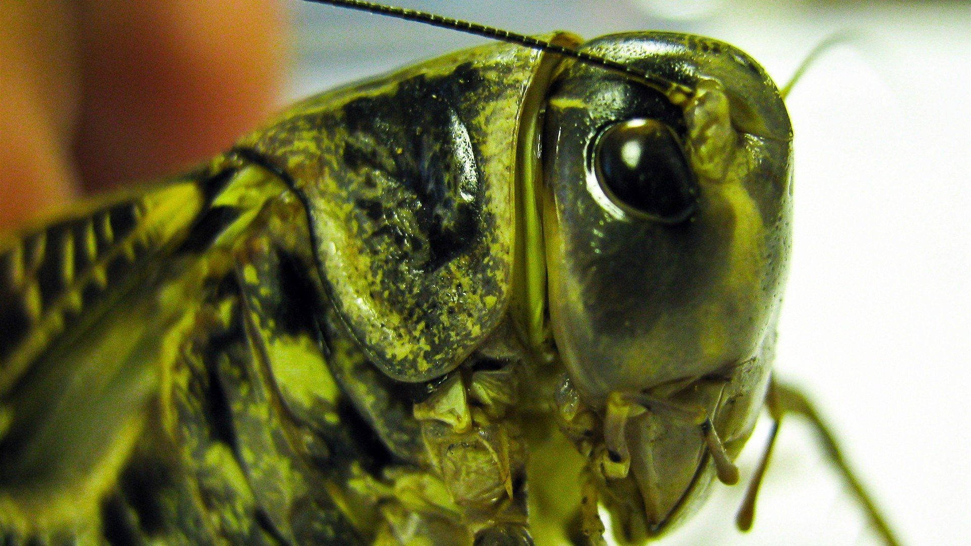 Chorthippus Biguttulus Grasshopper Background