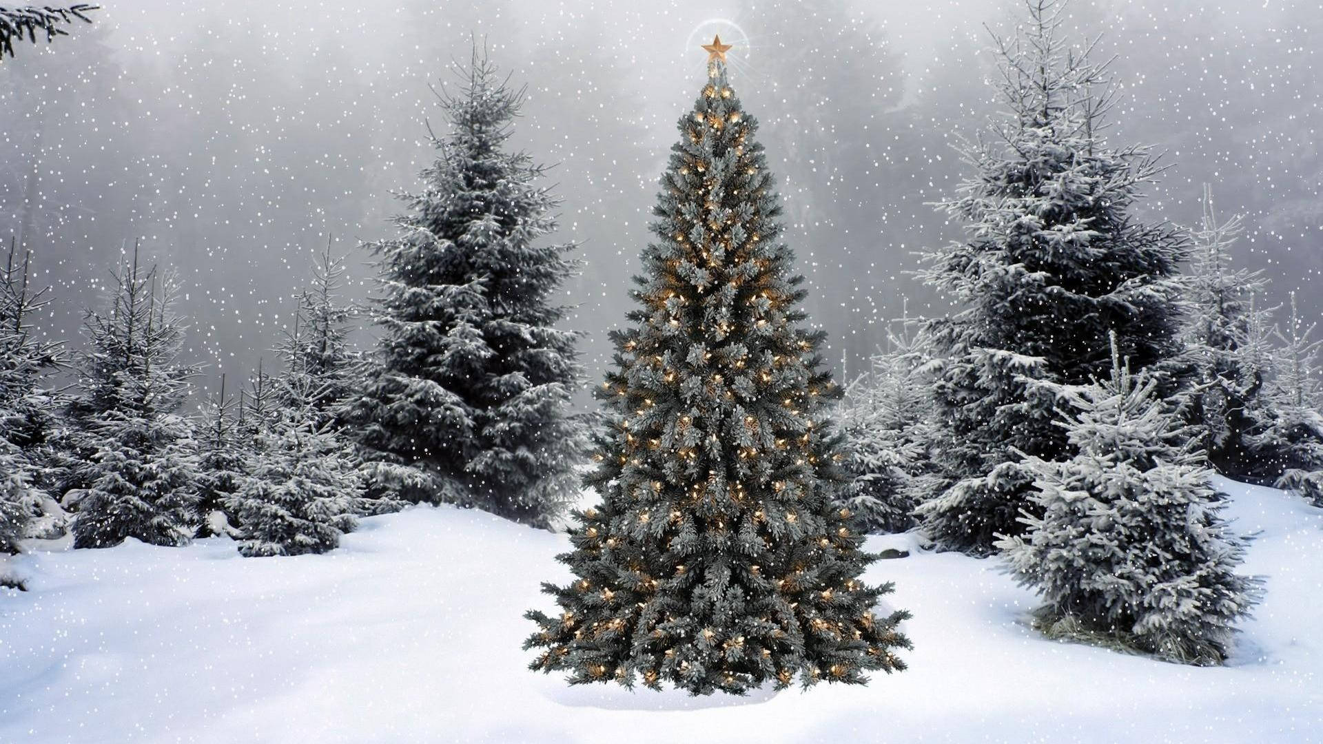 Christmas Aesthetic Desktop Evergreen Trees Background