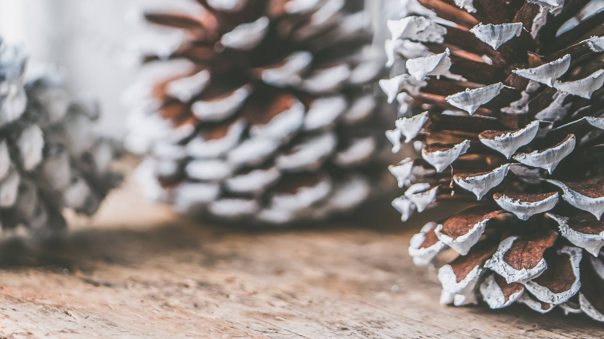 Christmas Aesthetic Pine Cones Background