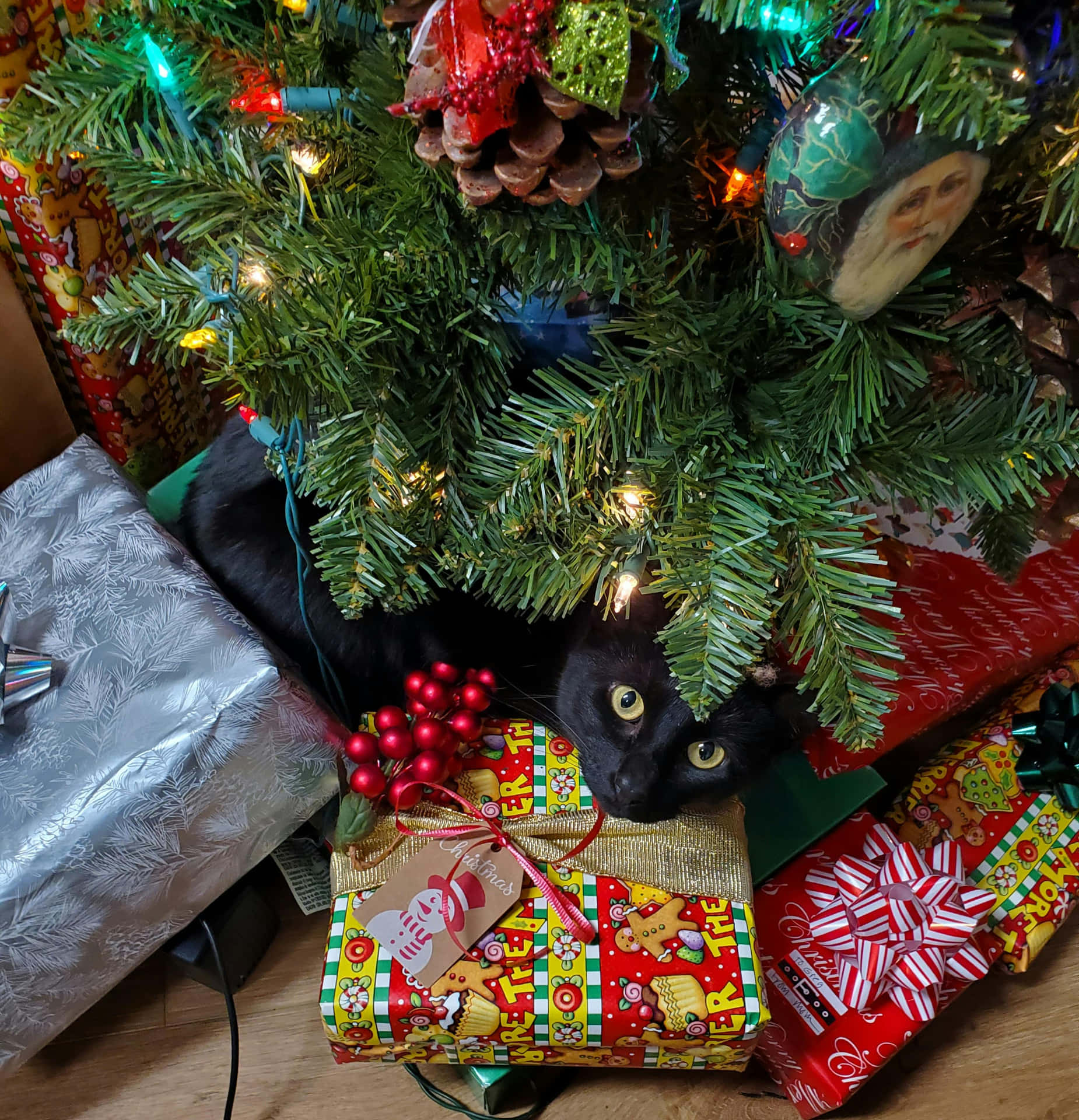 Christmas Cat Hiding Among Gifts.jpg
