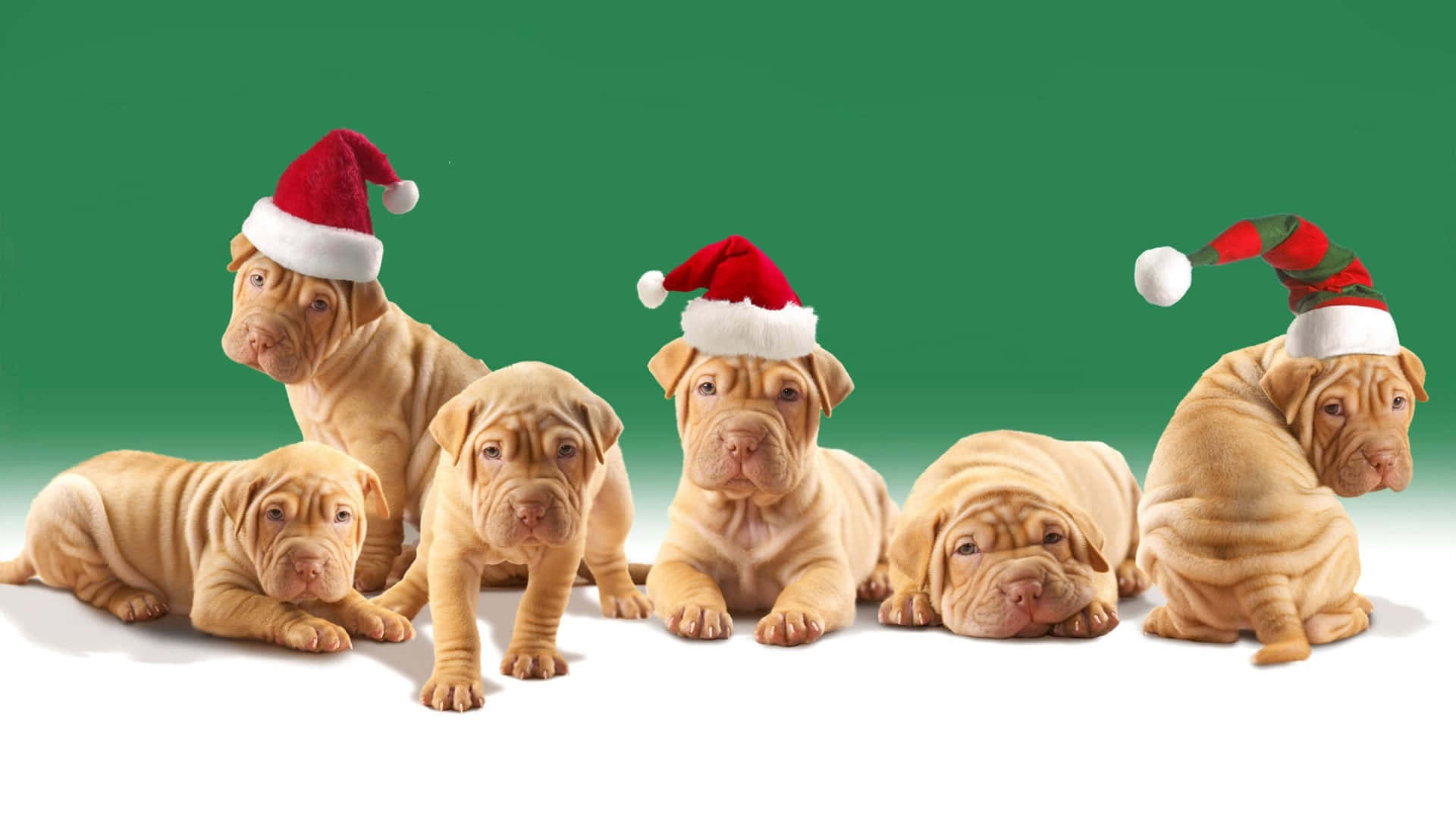 Christmas Celebration With Adorable Pitbull Puppies Background