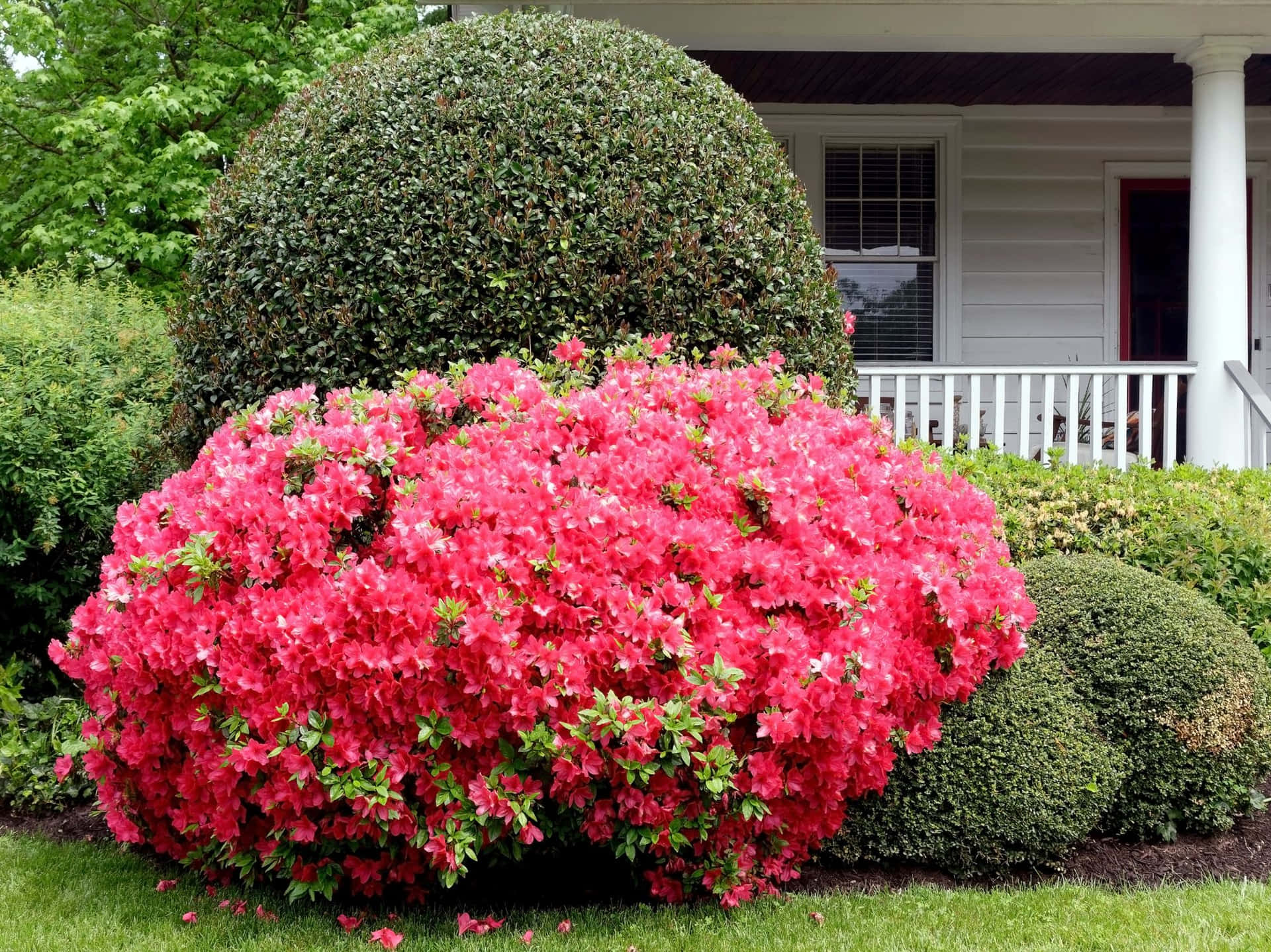 Christmas Cheer Azalea With Bush Background