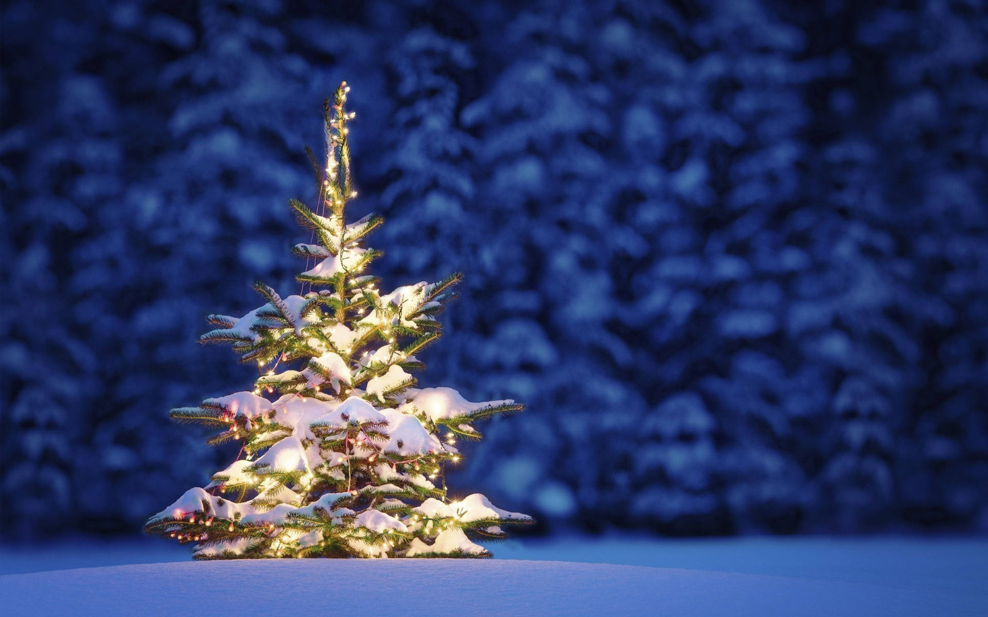 Christmas Desktop Little Tree Background