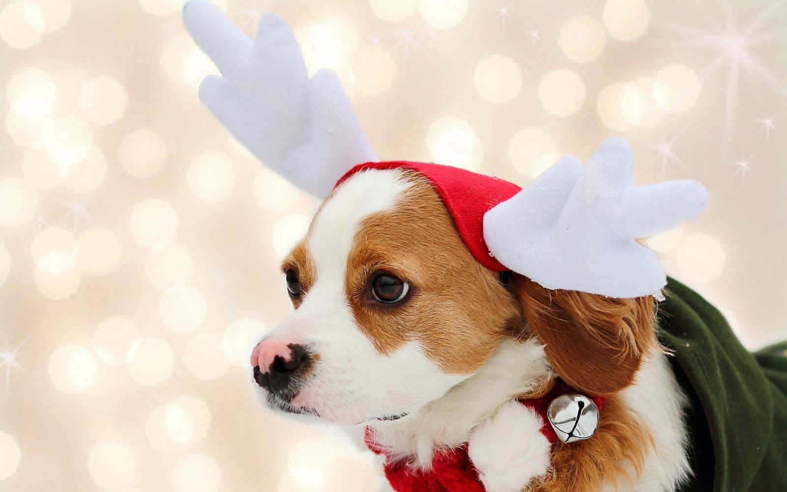 Christmas Dog Dressed As Reindeer