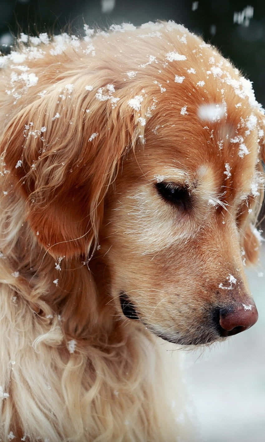 Christmas Dog Enjoying Snow Background