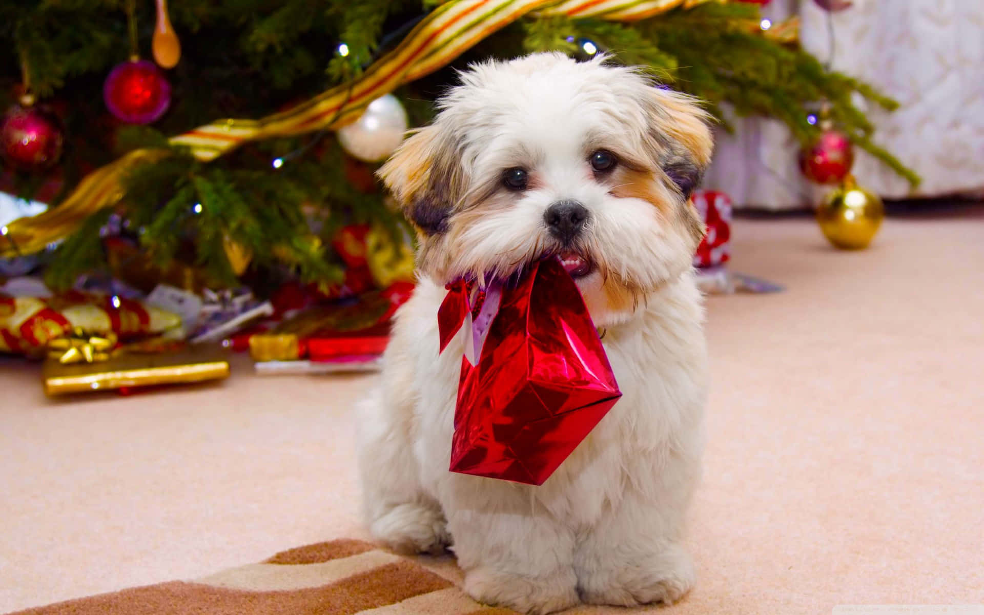 Christmas Dog Grabbing Present Background