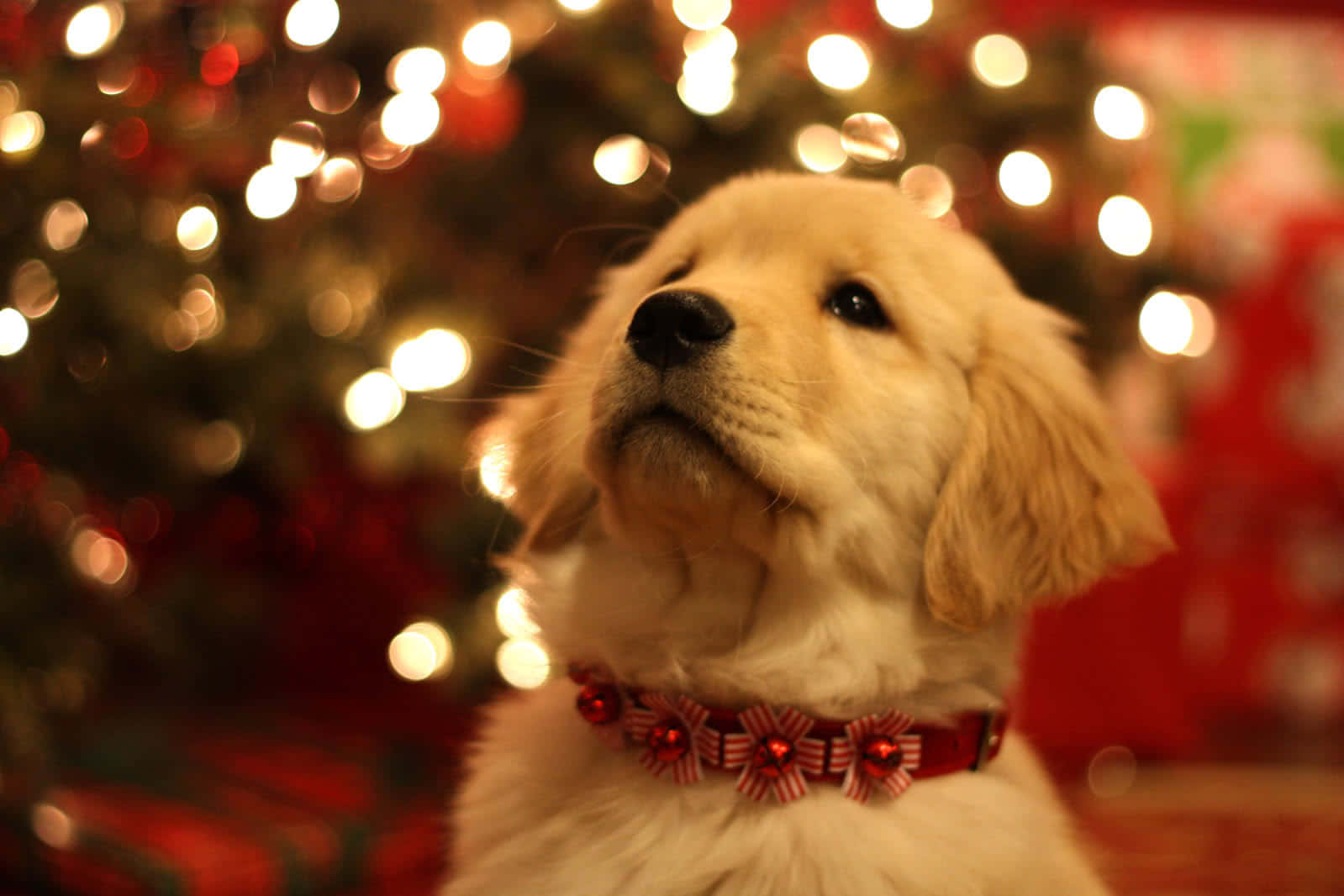 Christmas Dog In Festive Collar